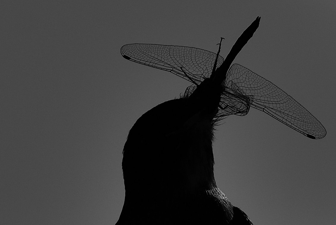 Flycatcher eating dragonfly