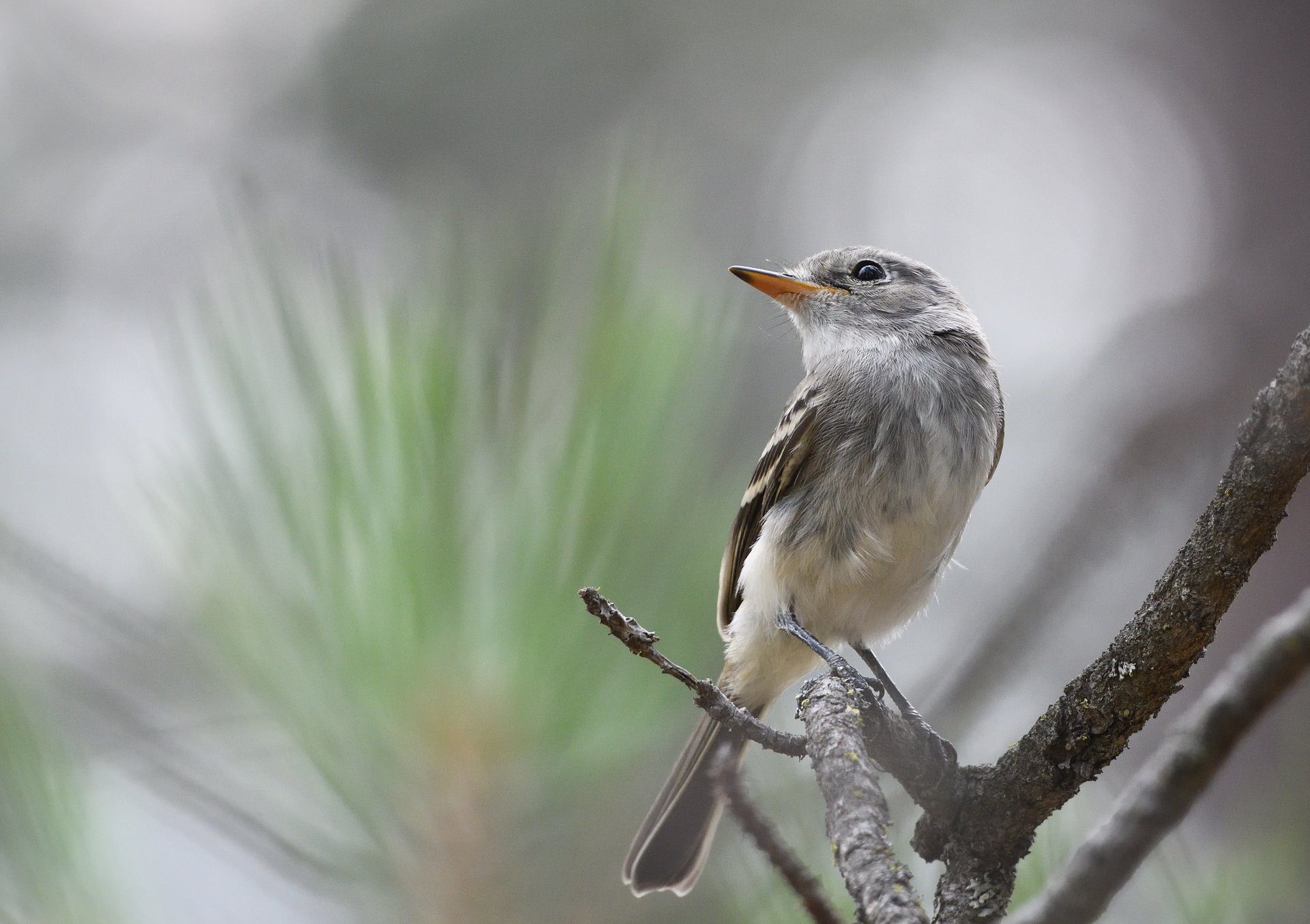 Flycatcher