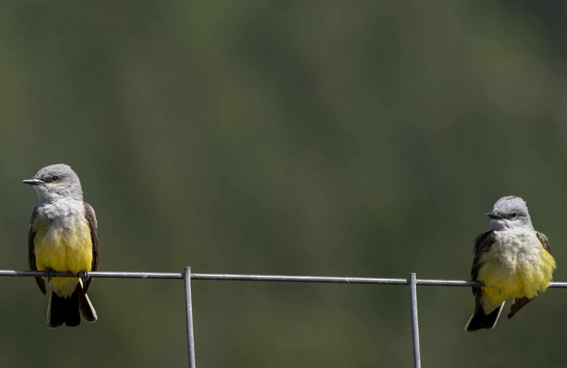Western Kingbirds