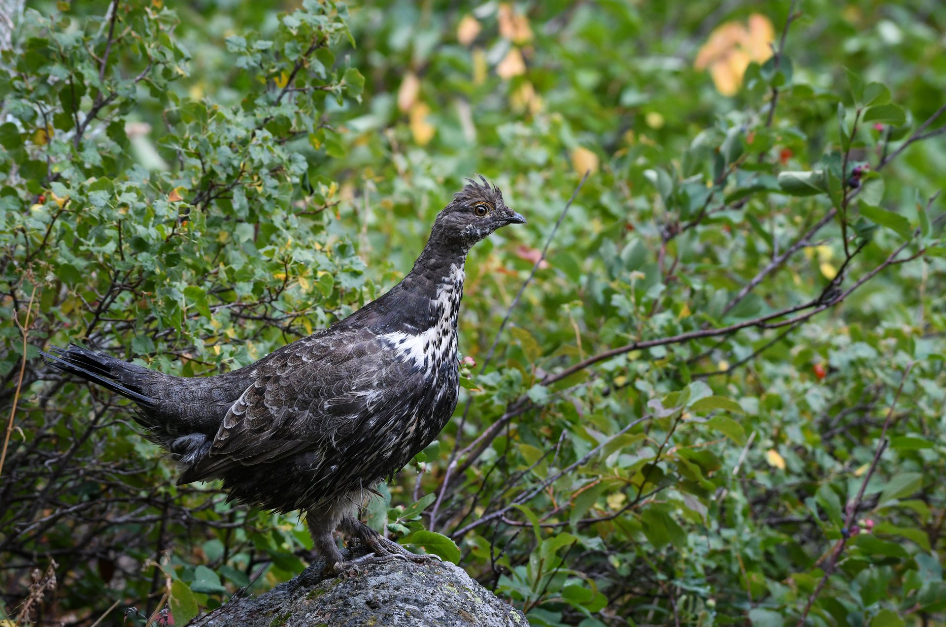 Dusky Grouse