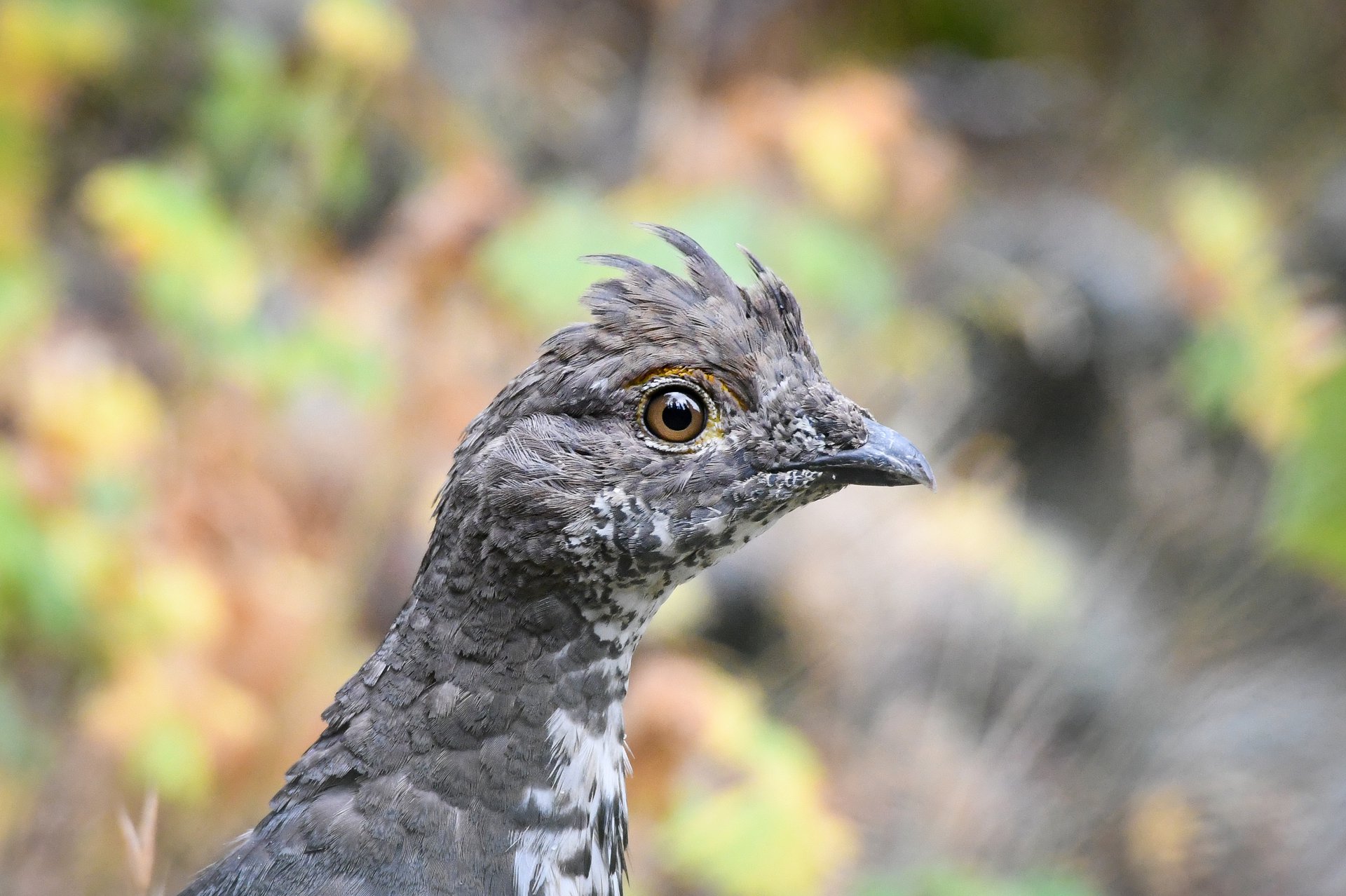 Dusky Grouse