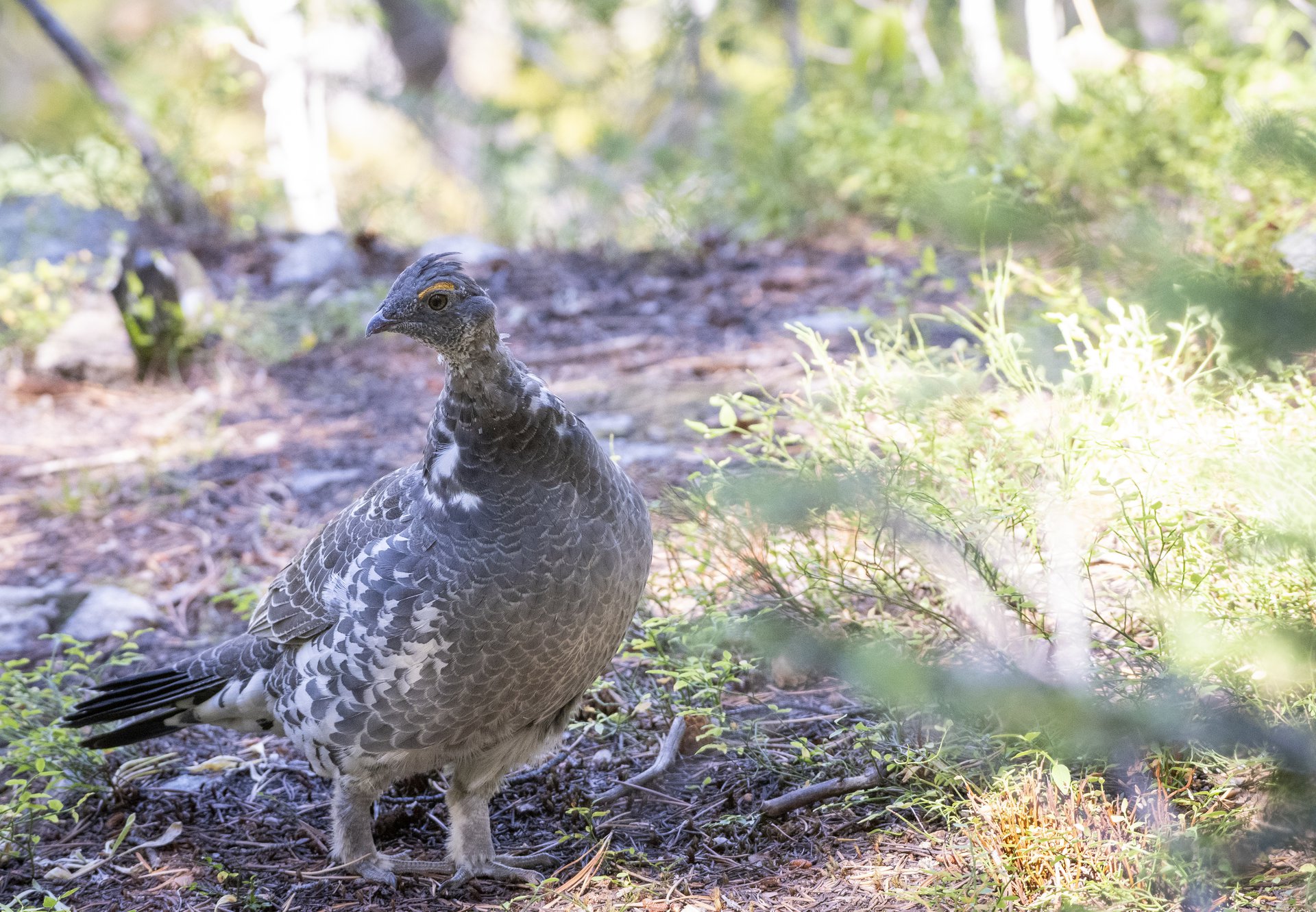 Dusky Grouse