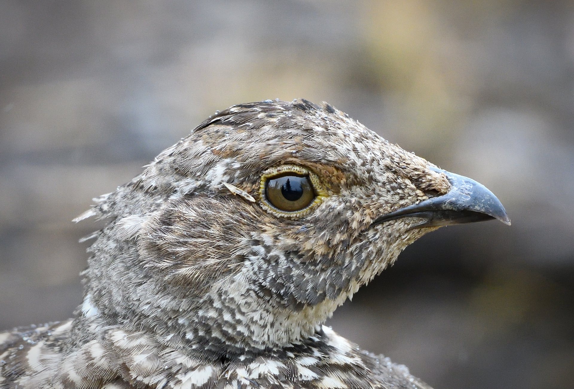 Dusky Grouse