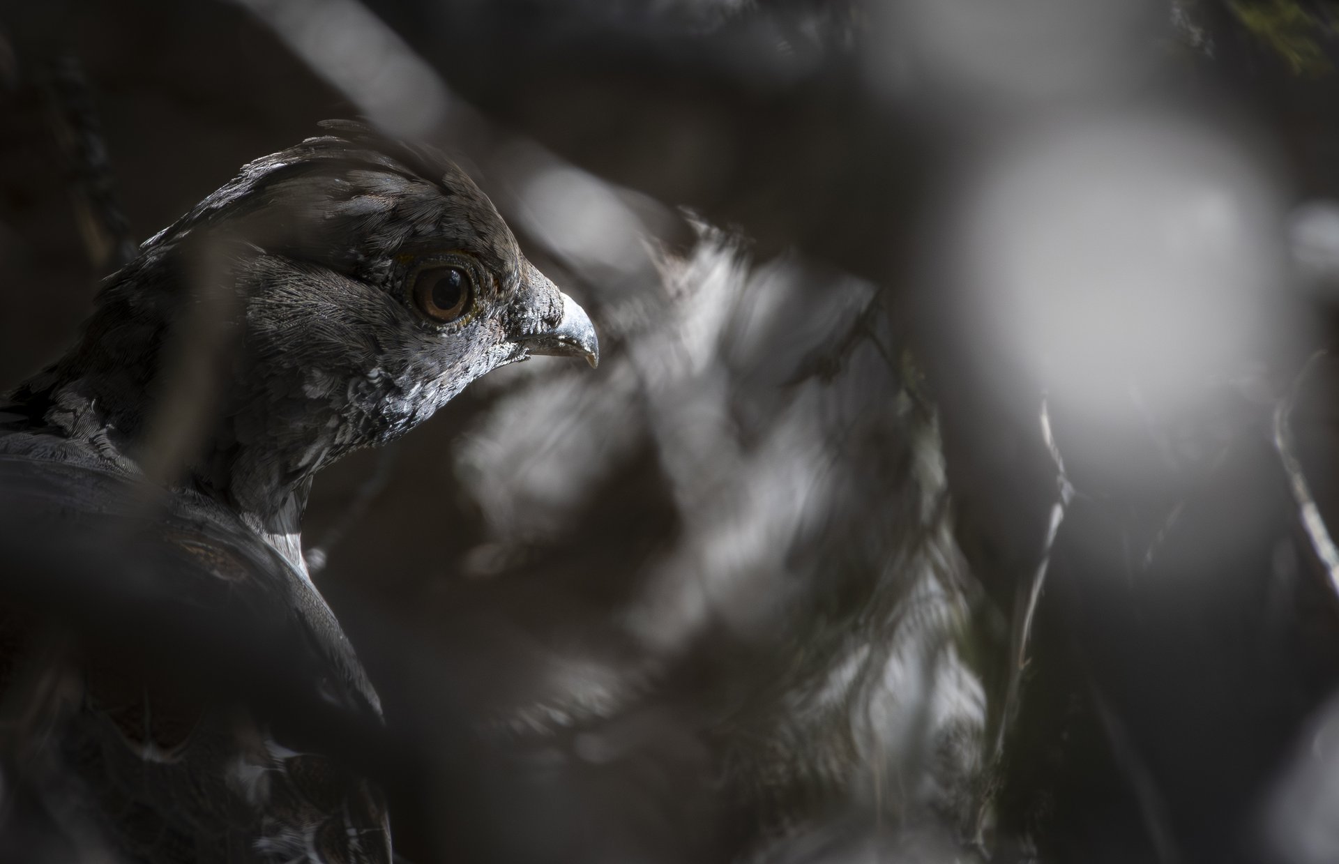Dusky Grouse