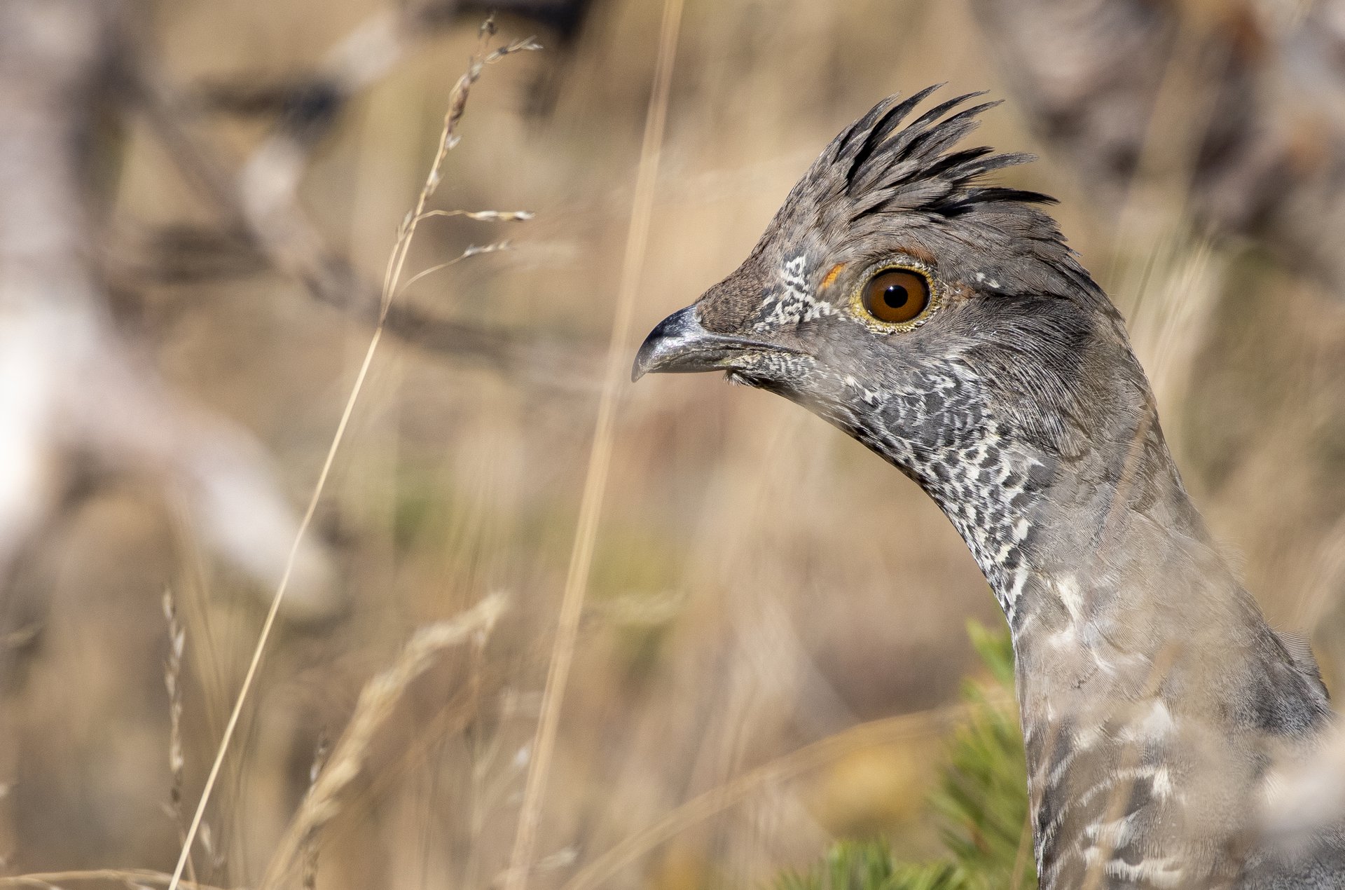 Dusky Grouse