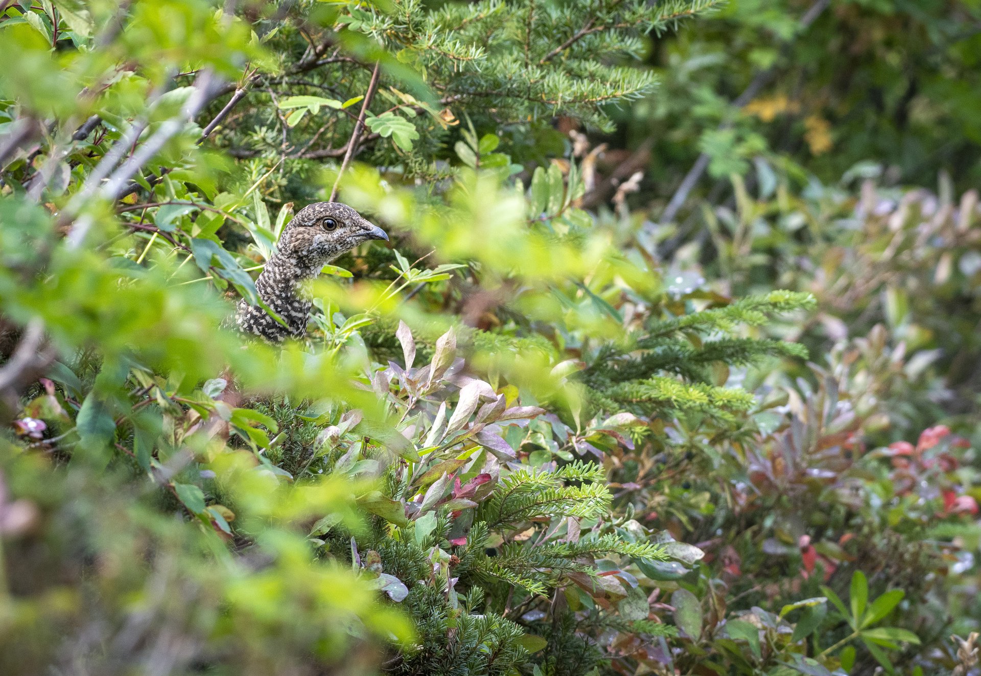 Dusky Grouse