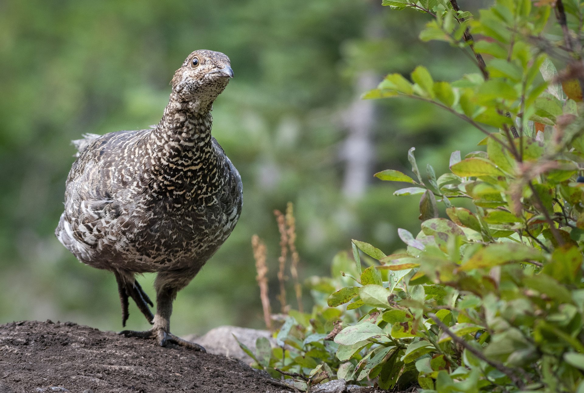 Dusky Grouse