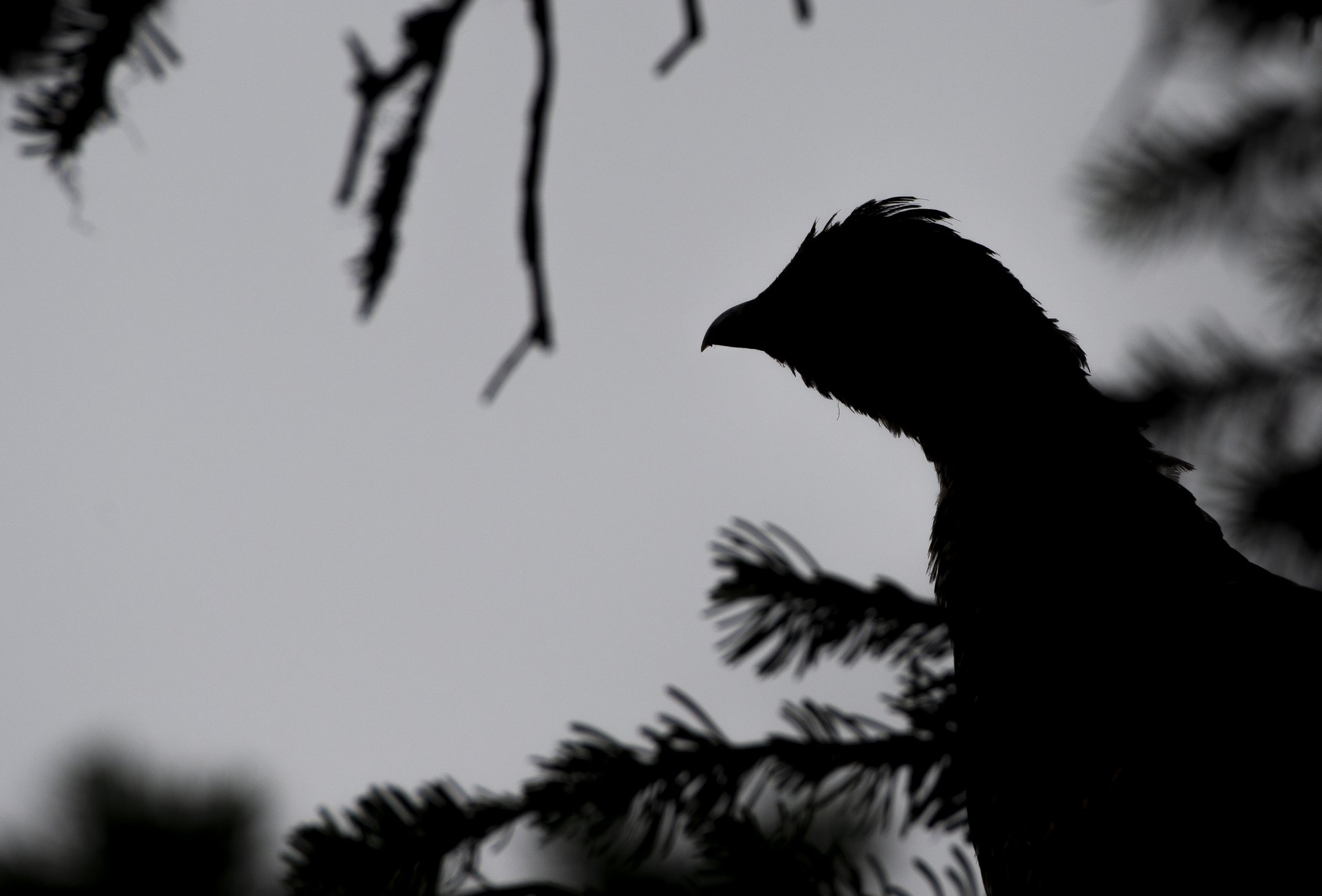 Dusky Grouse