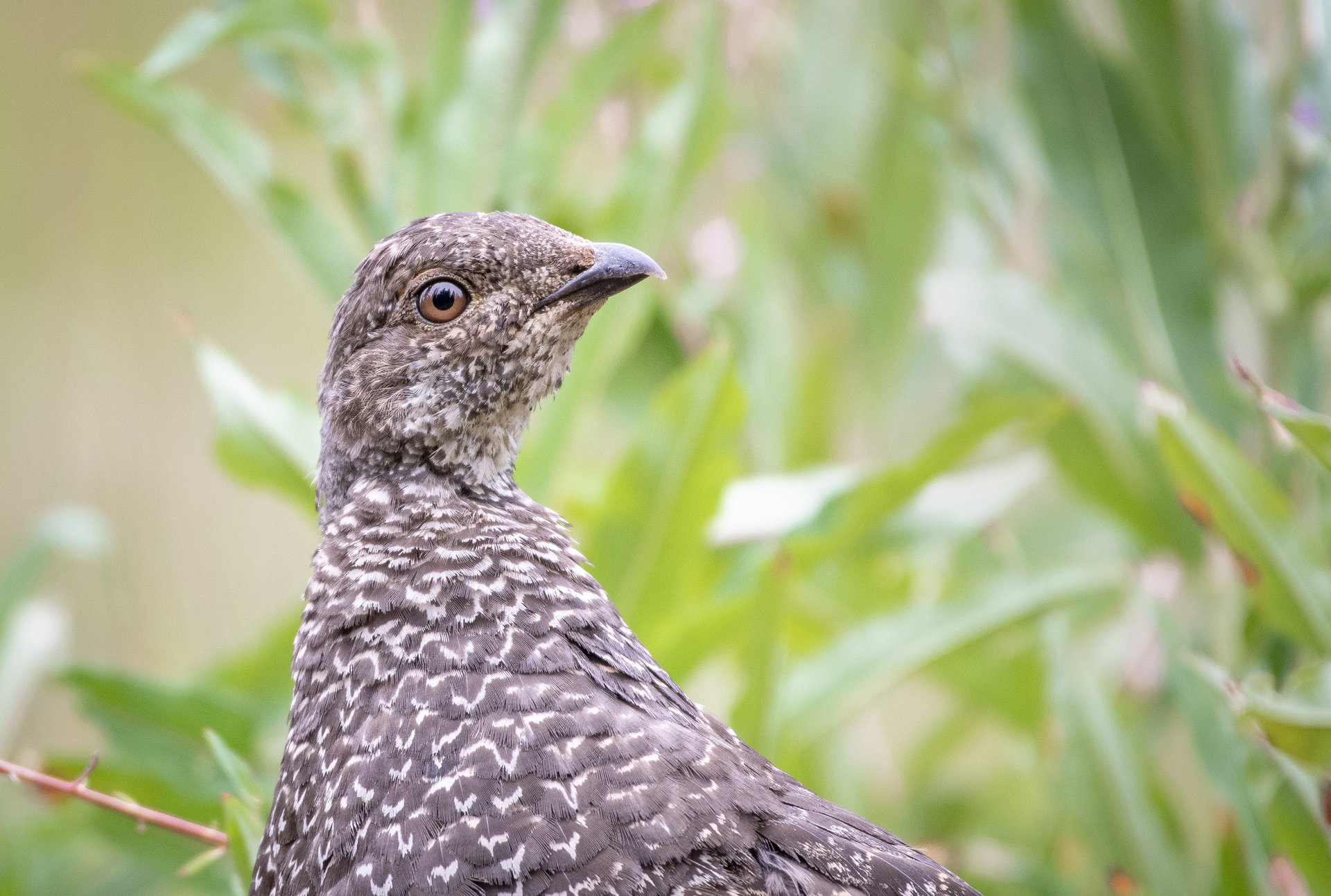 Dusky Grouse