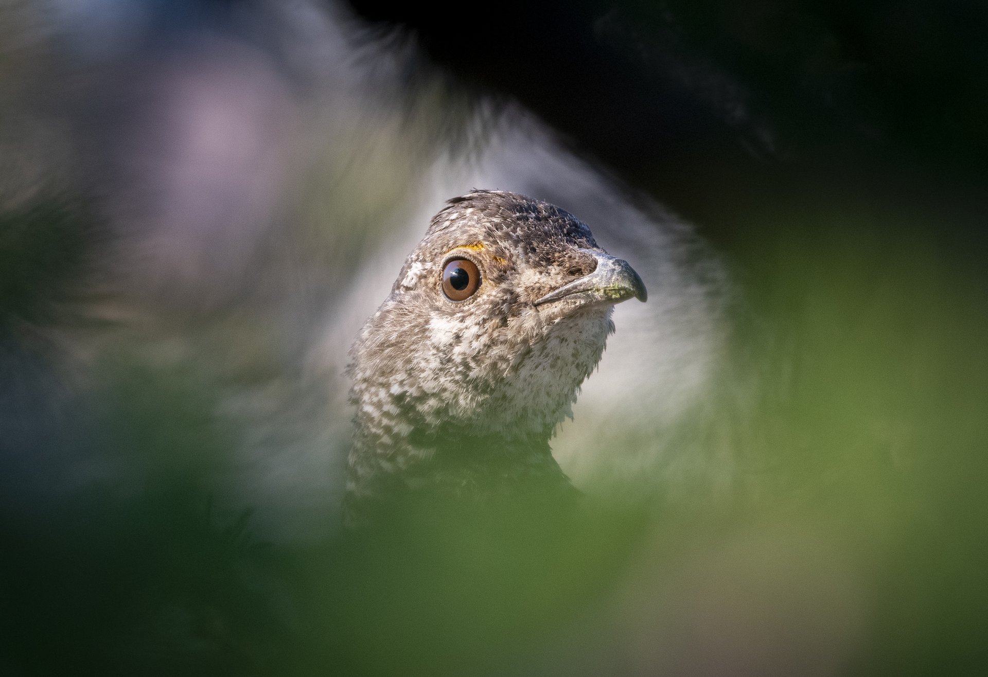Dusky Grouse