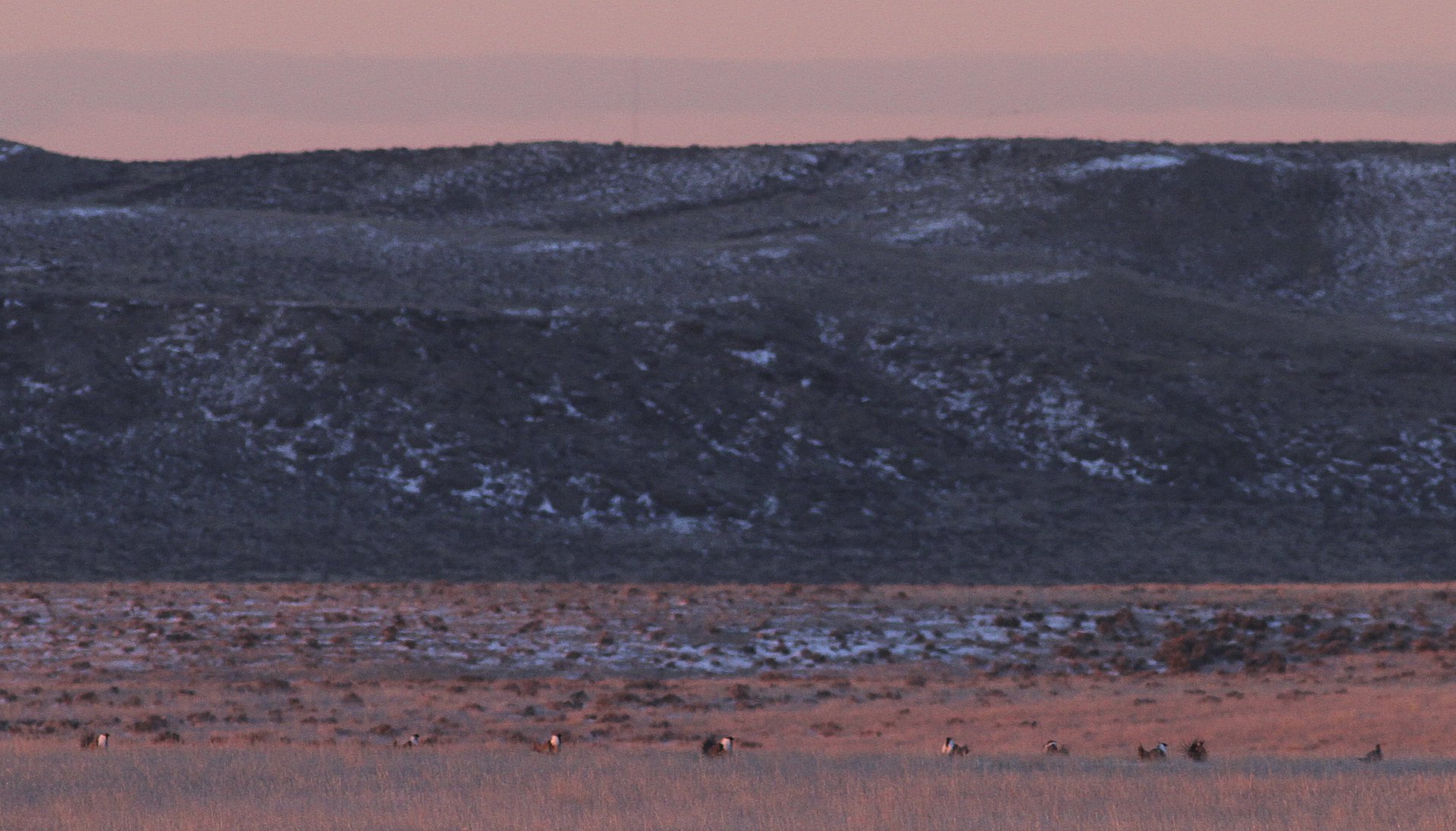 Sage Grouse