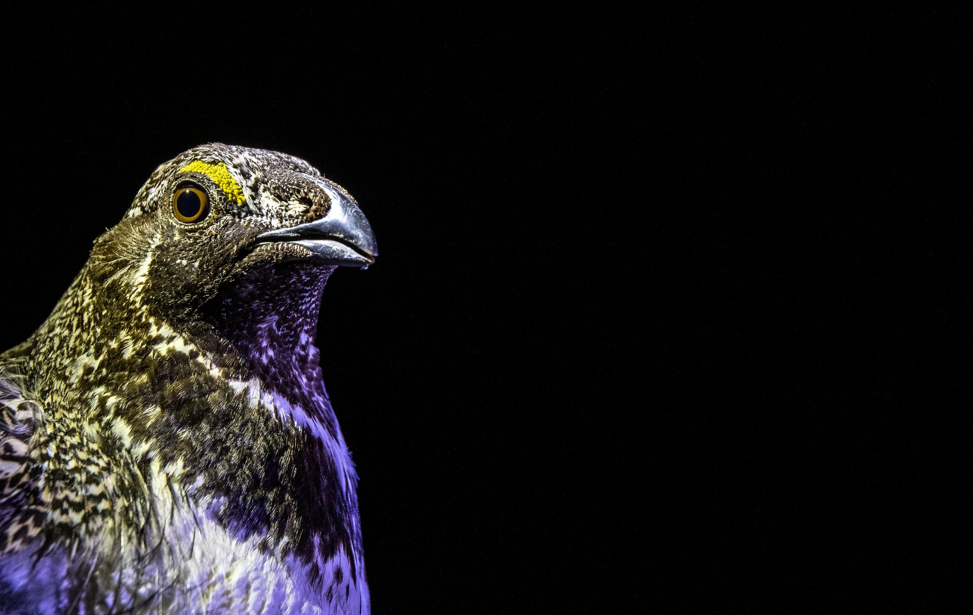 Sage Grouse
