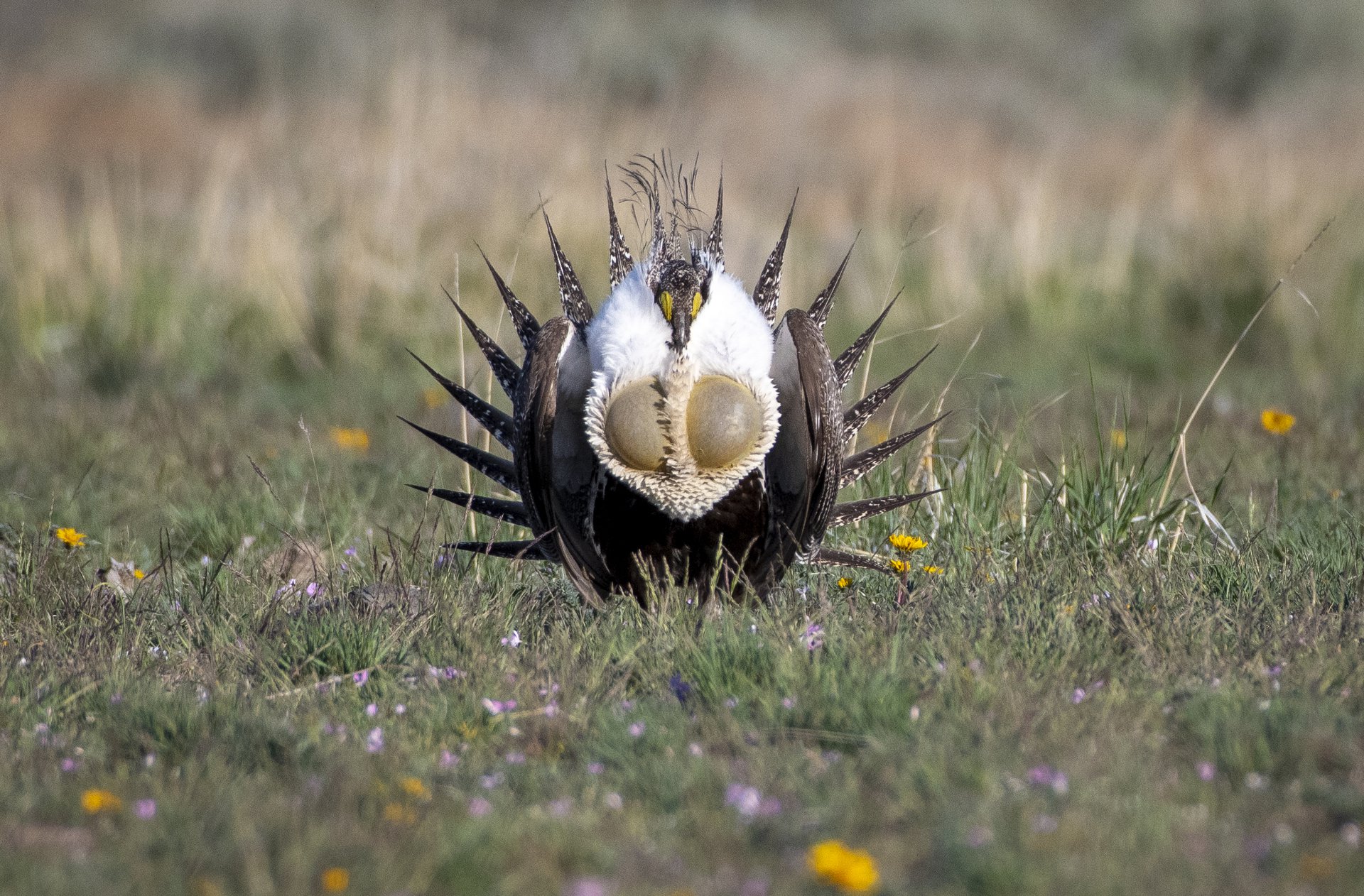 Sage Grouse