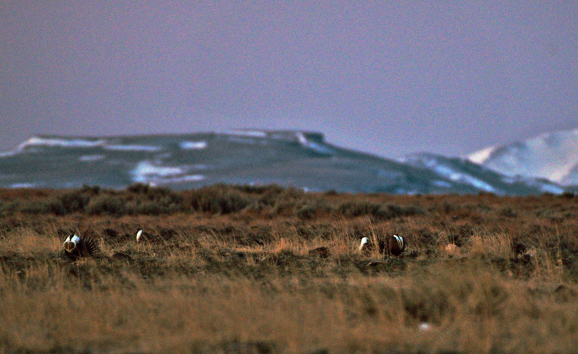 Sage Grouse