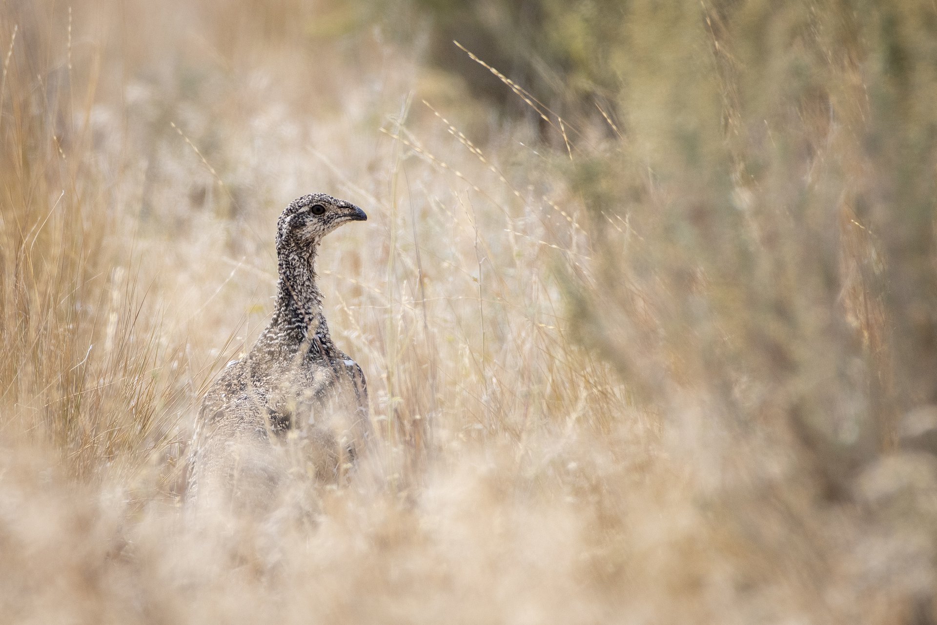 Sage Grouse