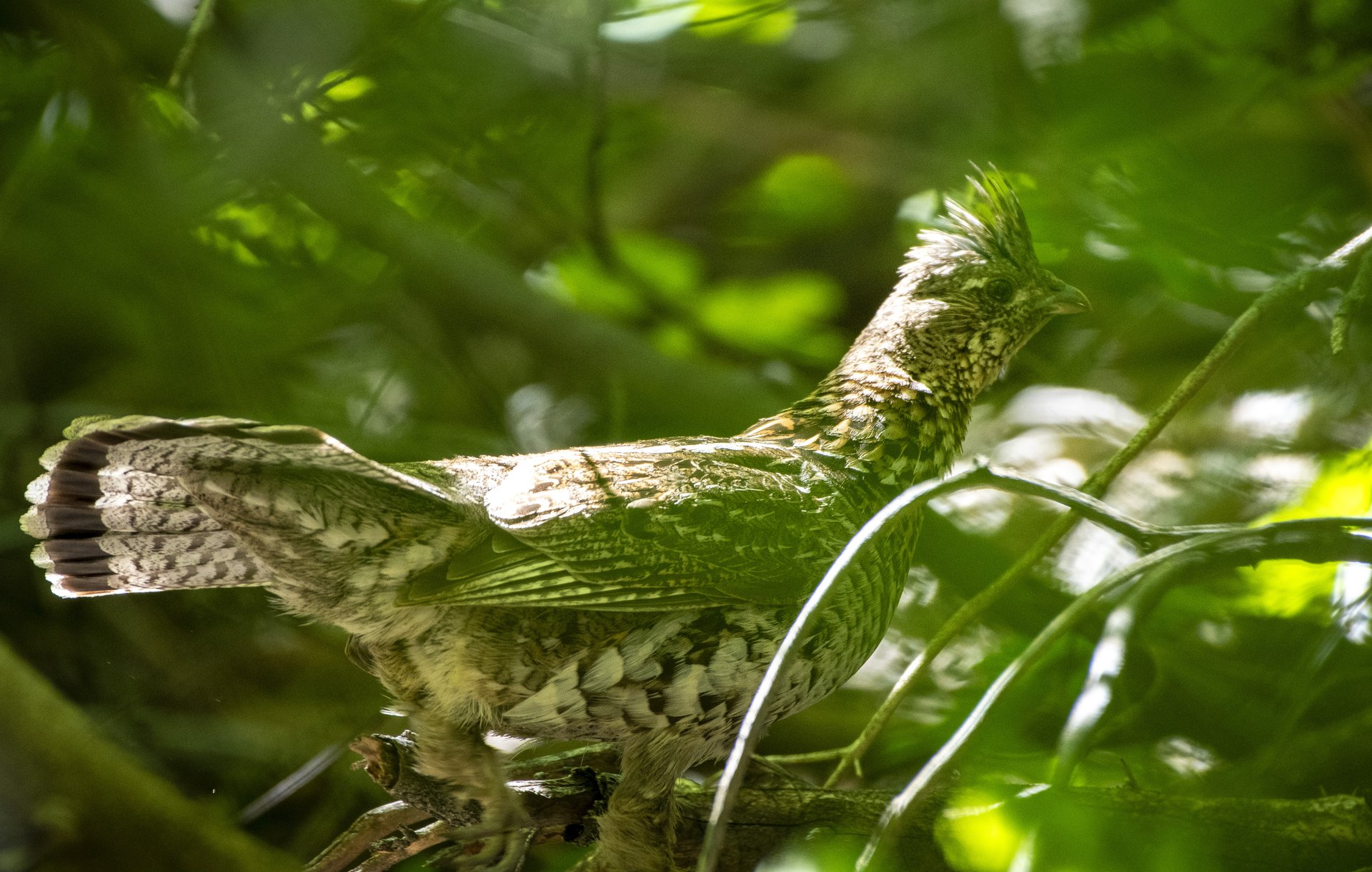 Ruffed Grouse