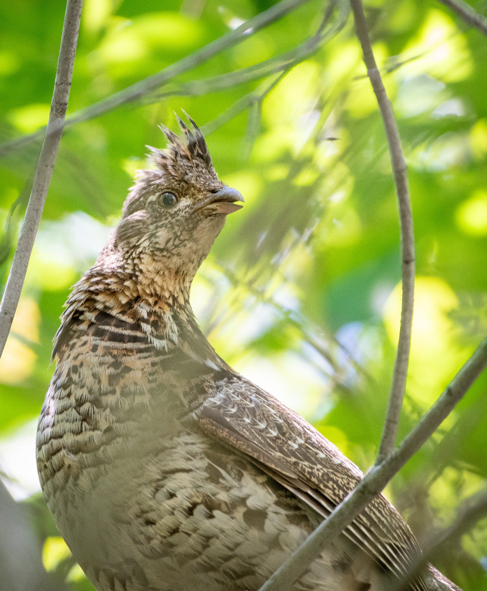 Ruffed Grouse