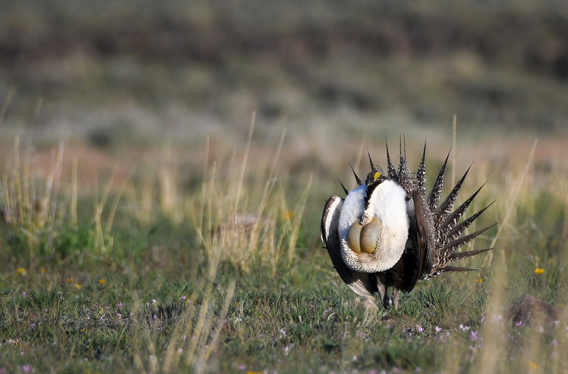Sage Grouse