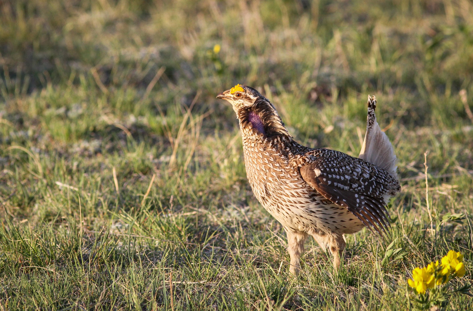 Sharp-tailed Grouse