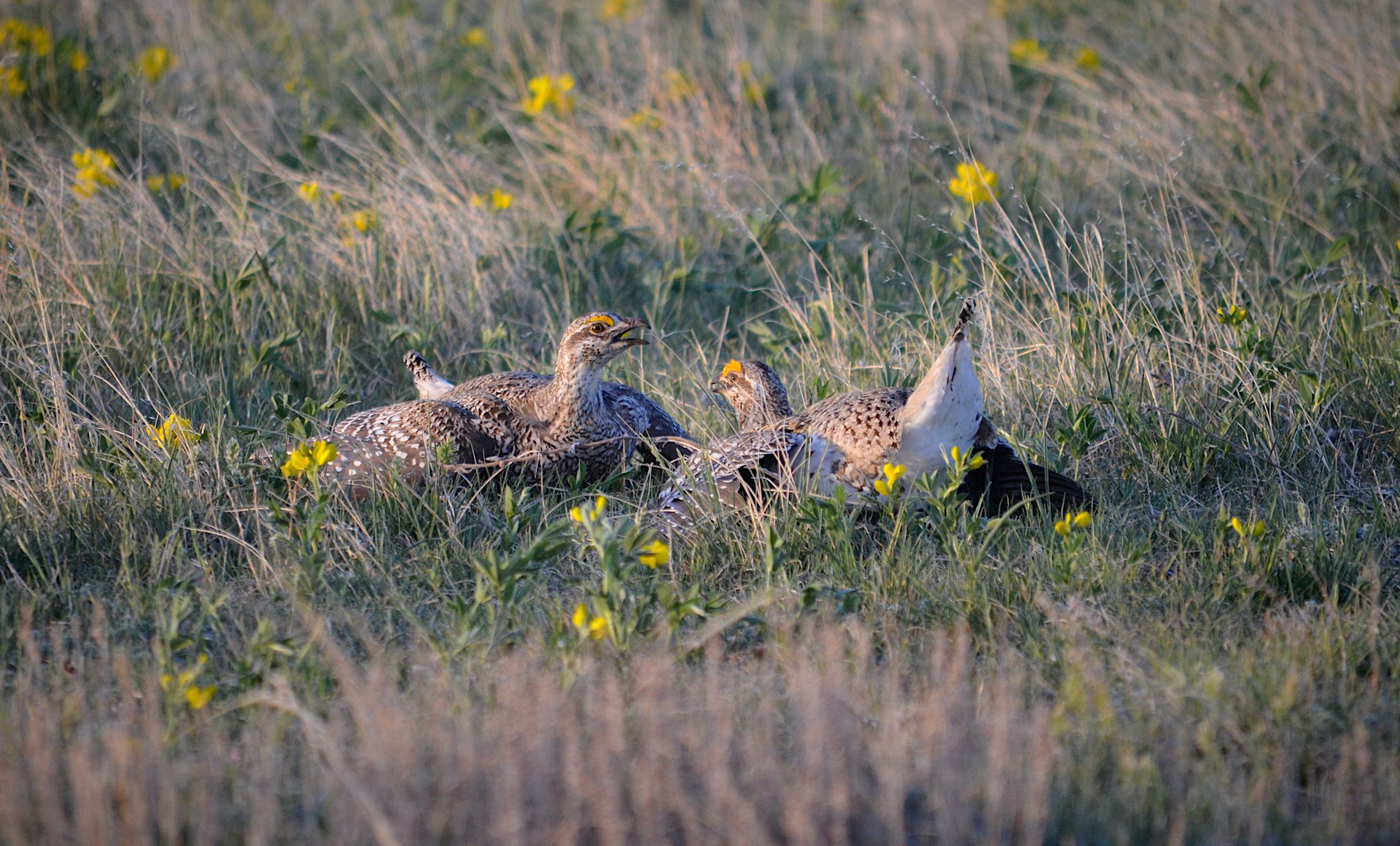 Sharp-tailed Grouse