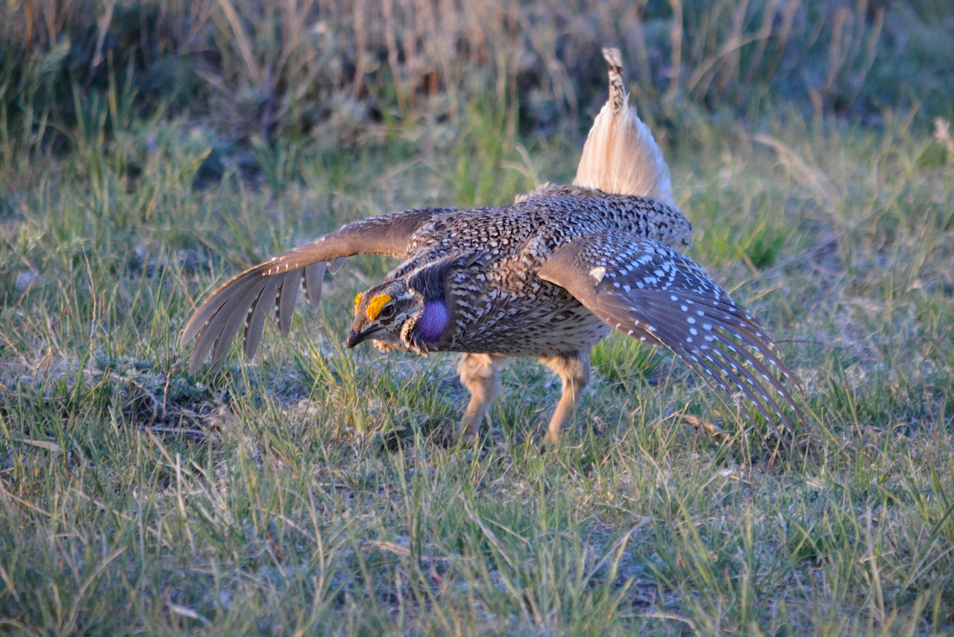 Sharp-tailed Grouse