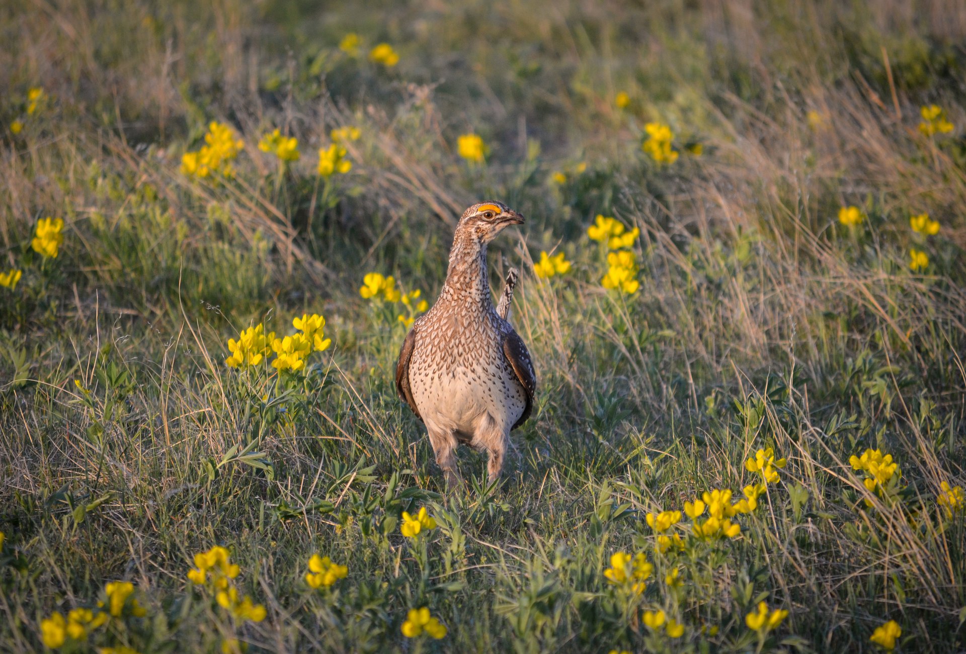 Sharp-tailed Grouse