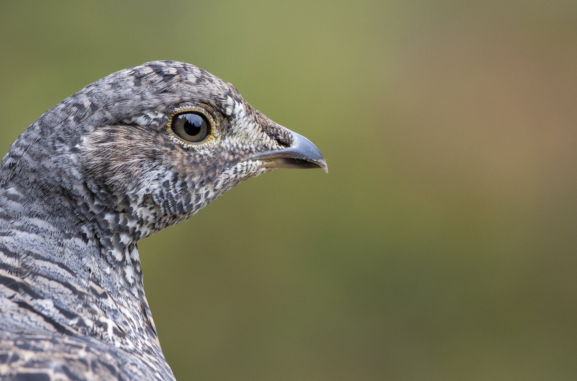 Sooty Grouse