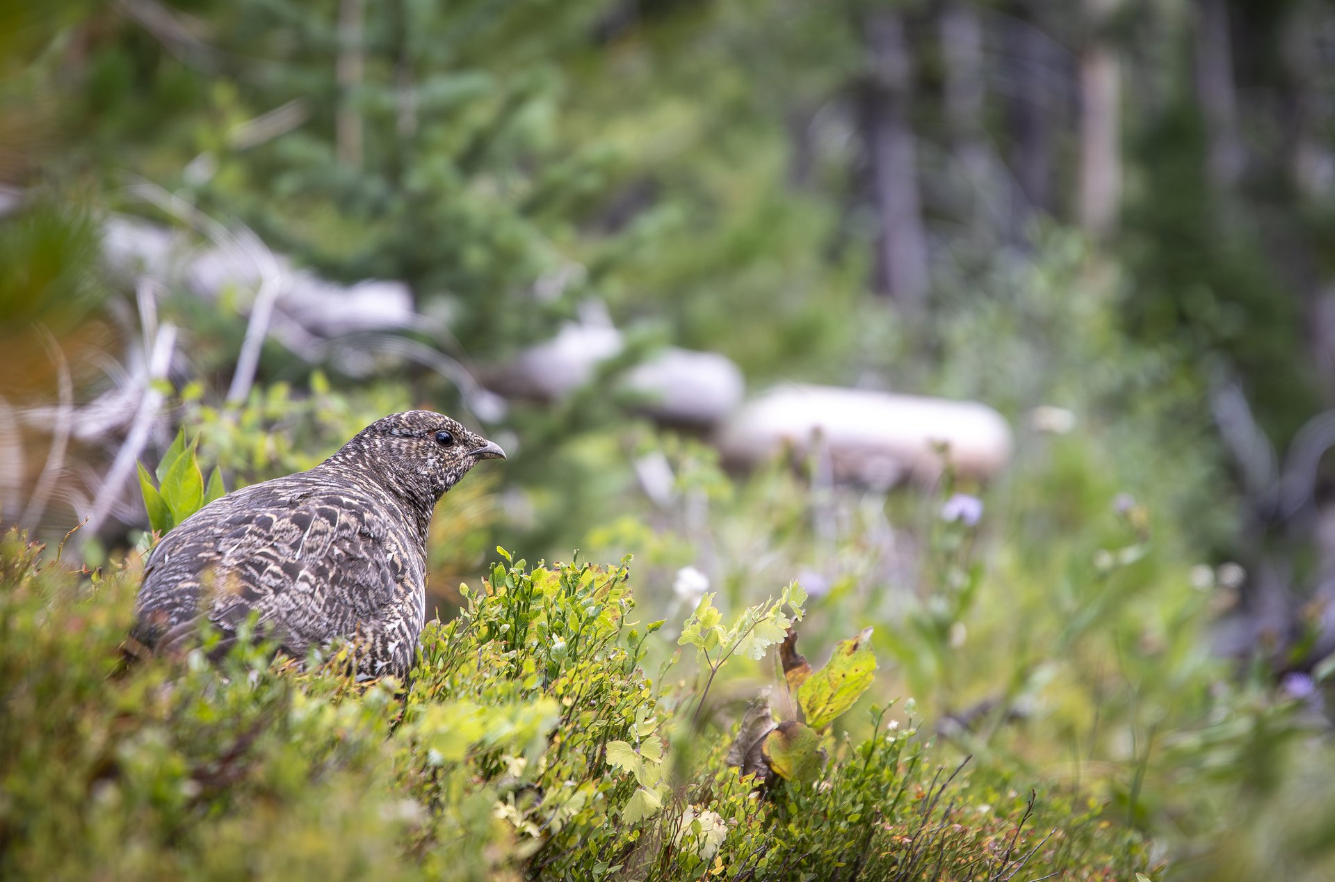 Spruce Grouse