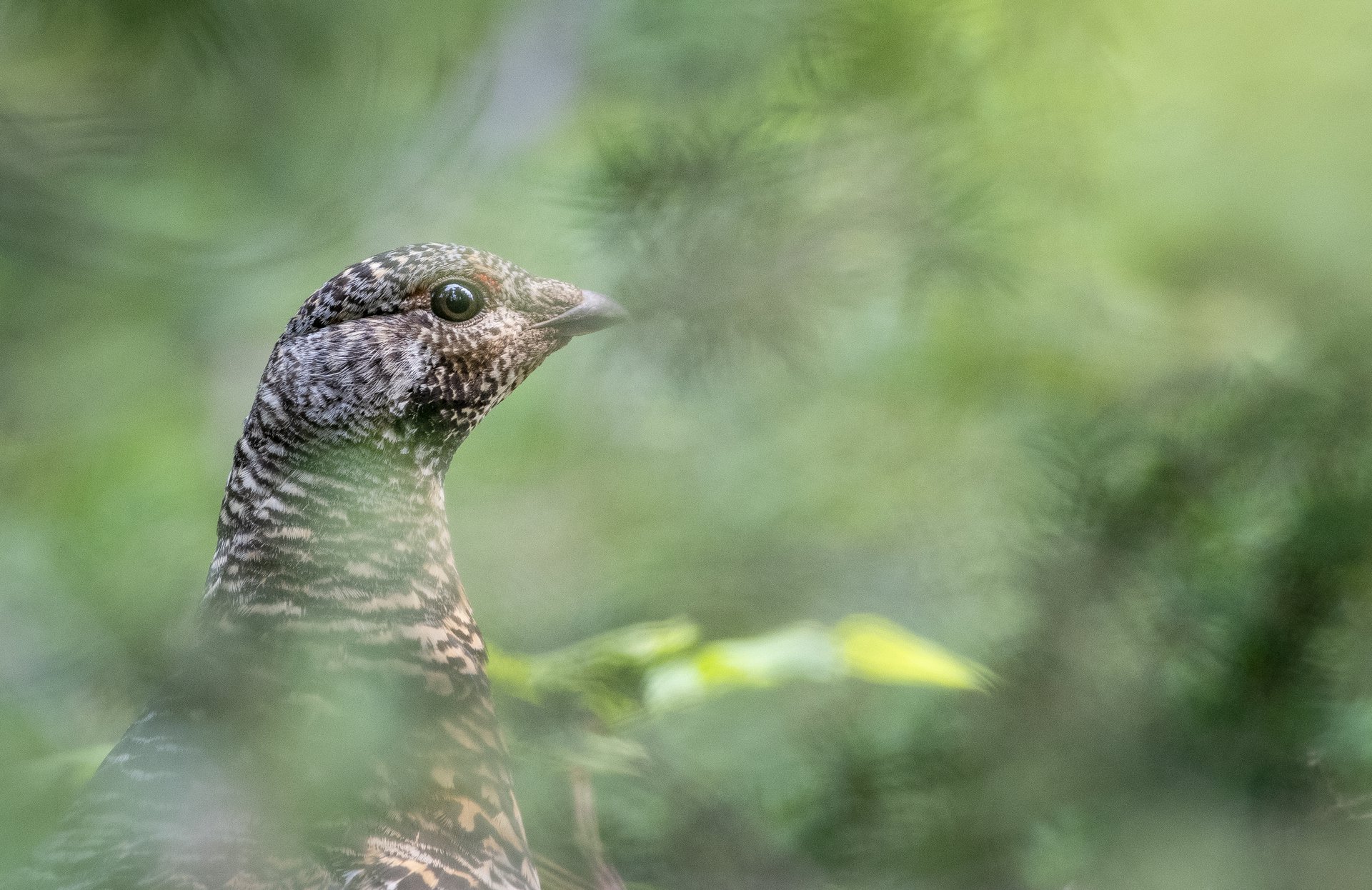 Spruce Grouse