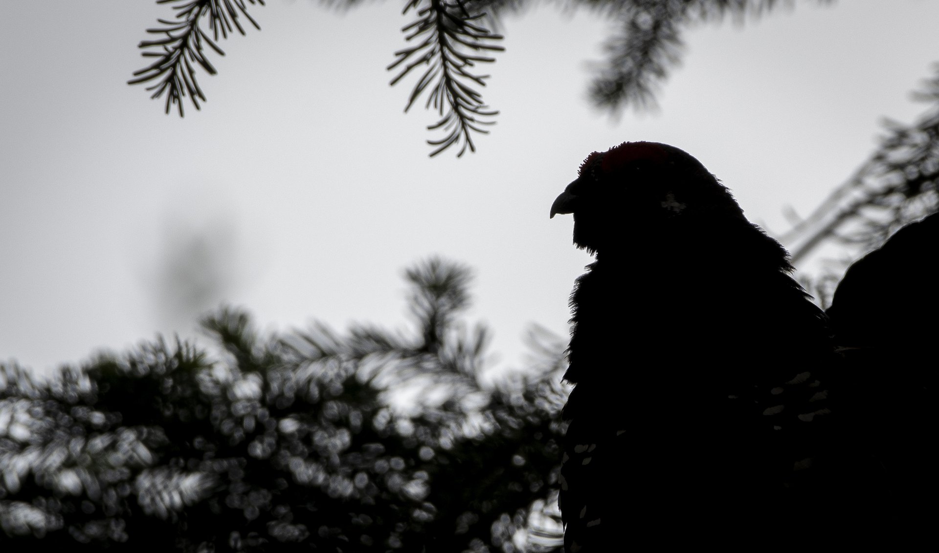 Spruce Grouse