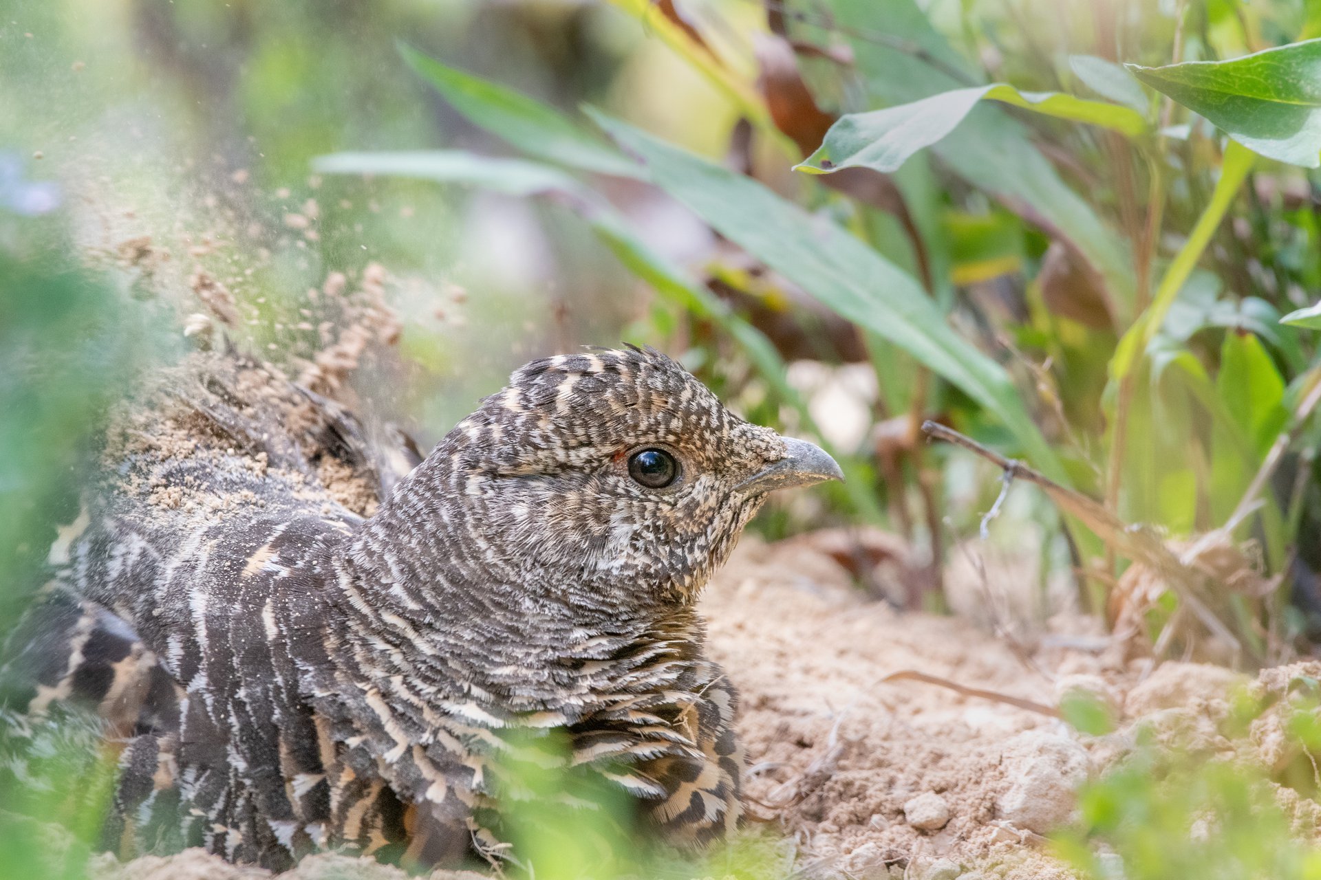 A spruce grouse takes a dust bath Aug