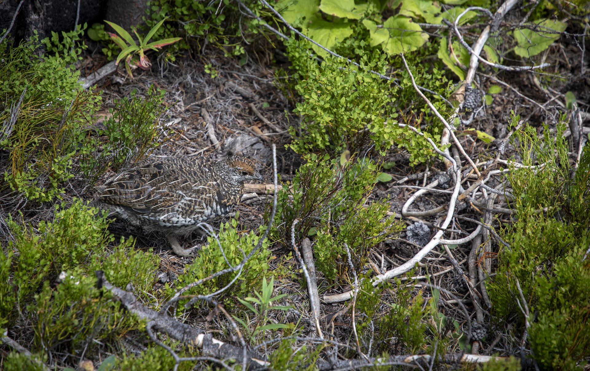 Spruce Grouse