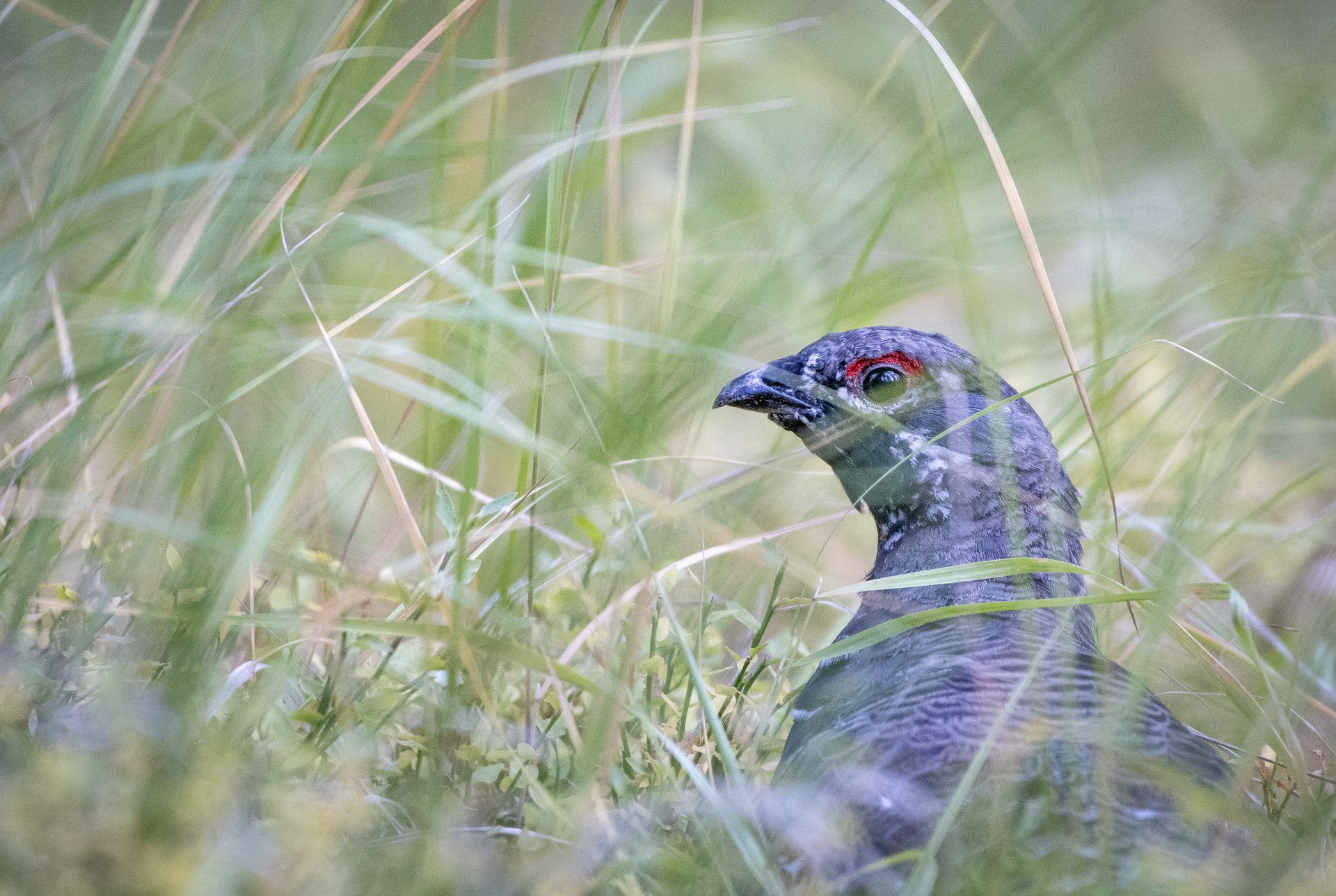 Spruce Grouse
