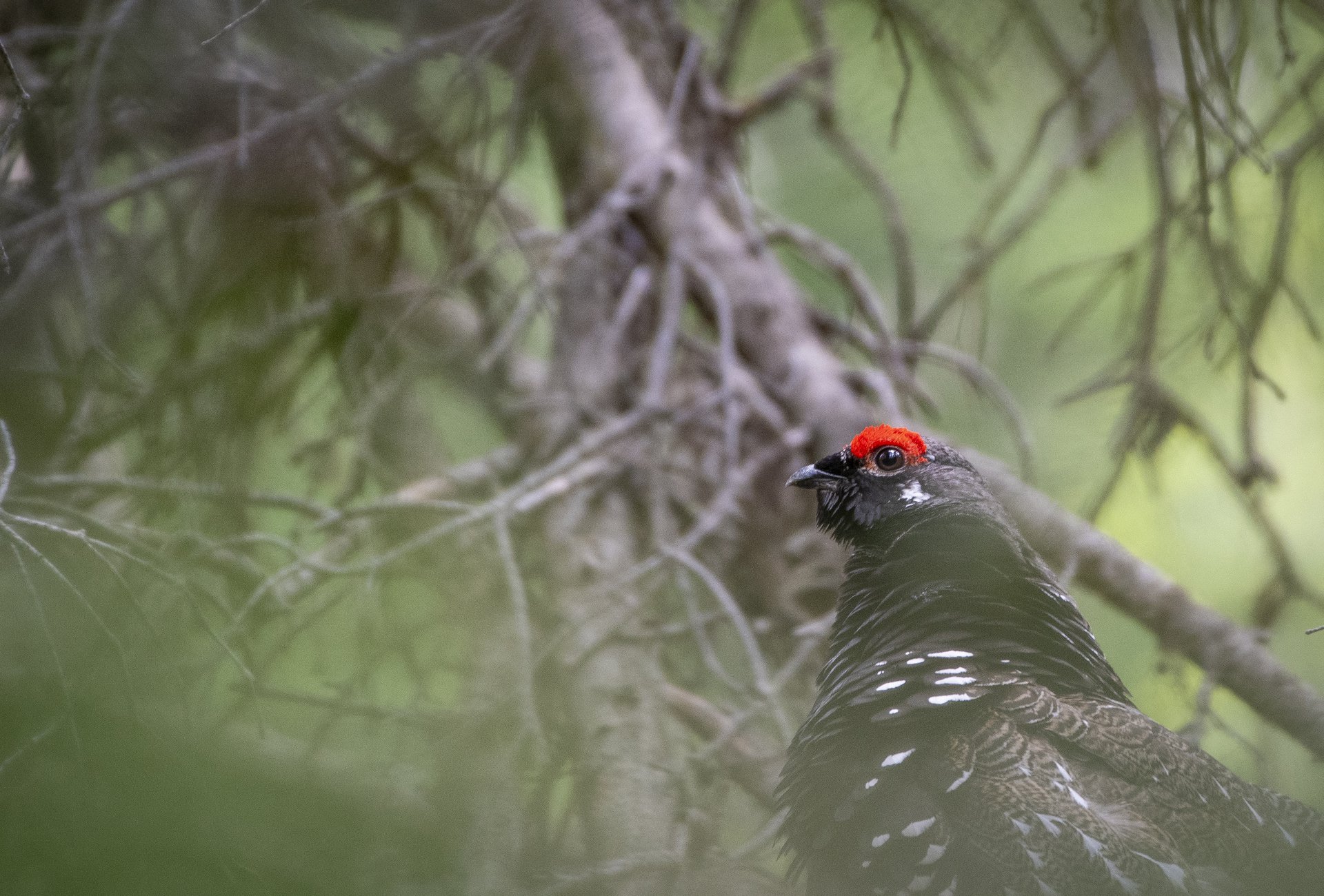 Spruce Grouse