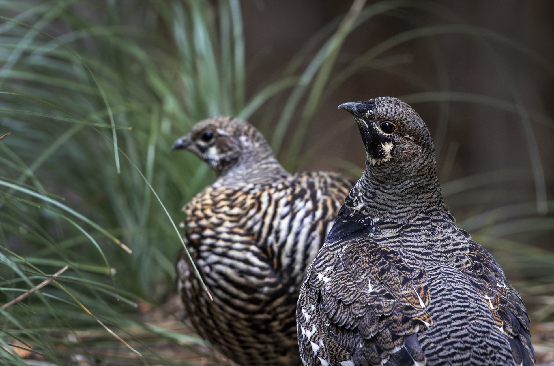 Spruce Grouse