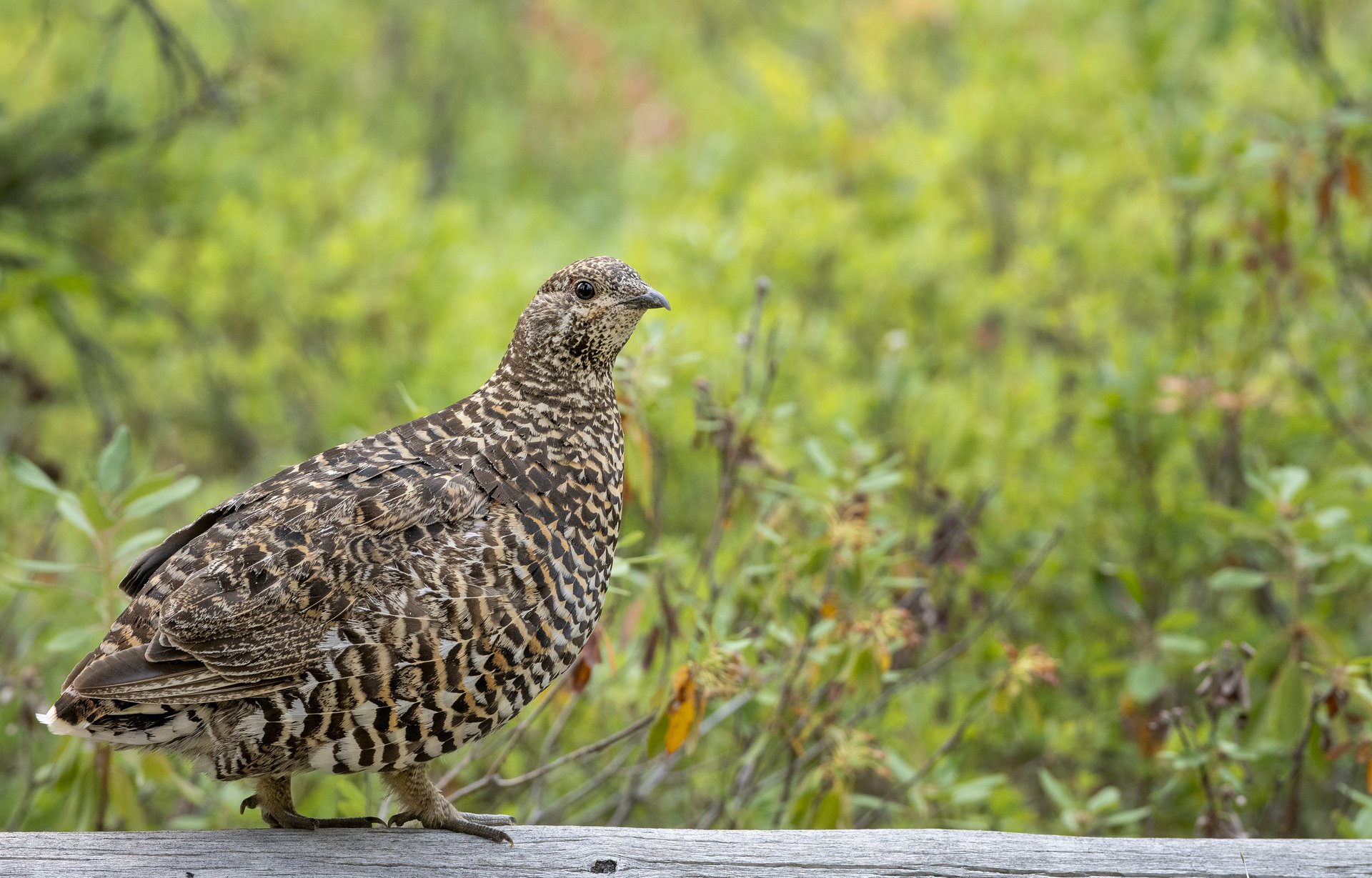 Spruce Grouse