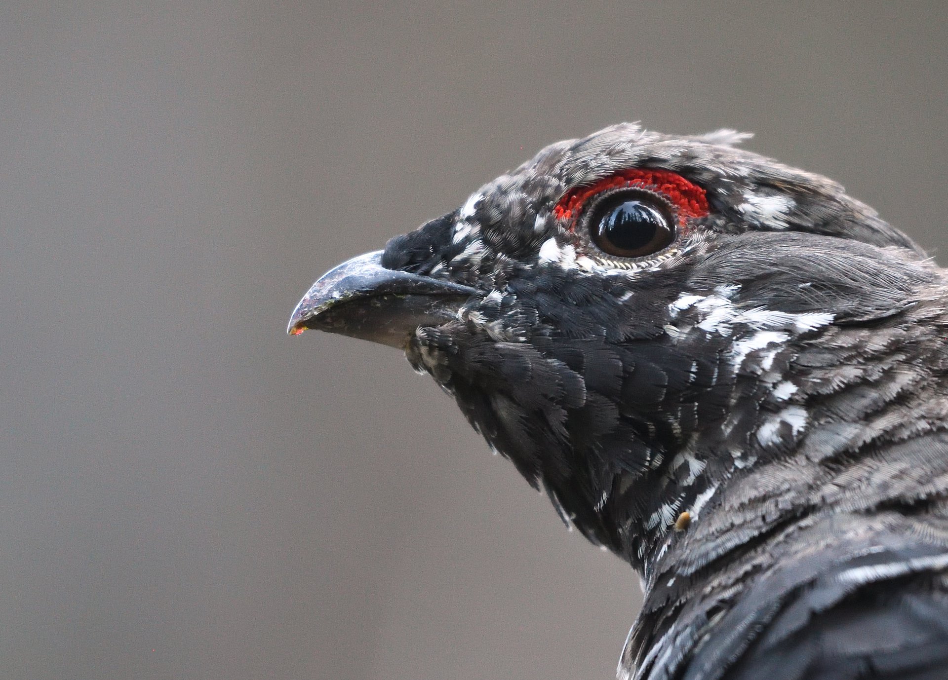 Spruce Grouse