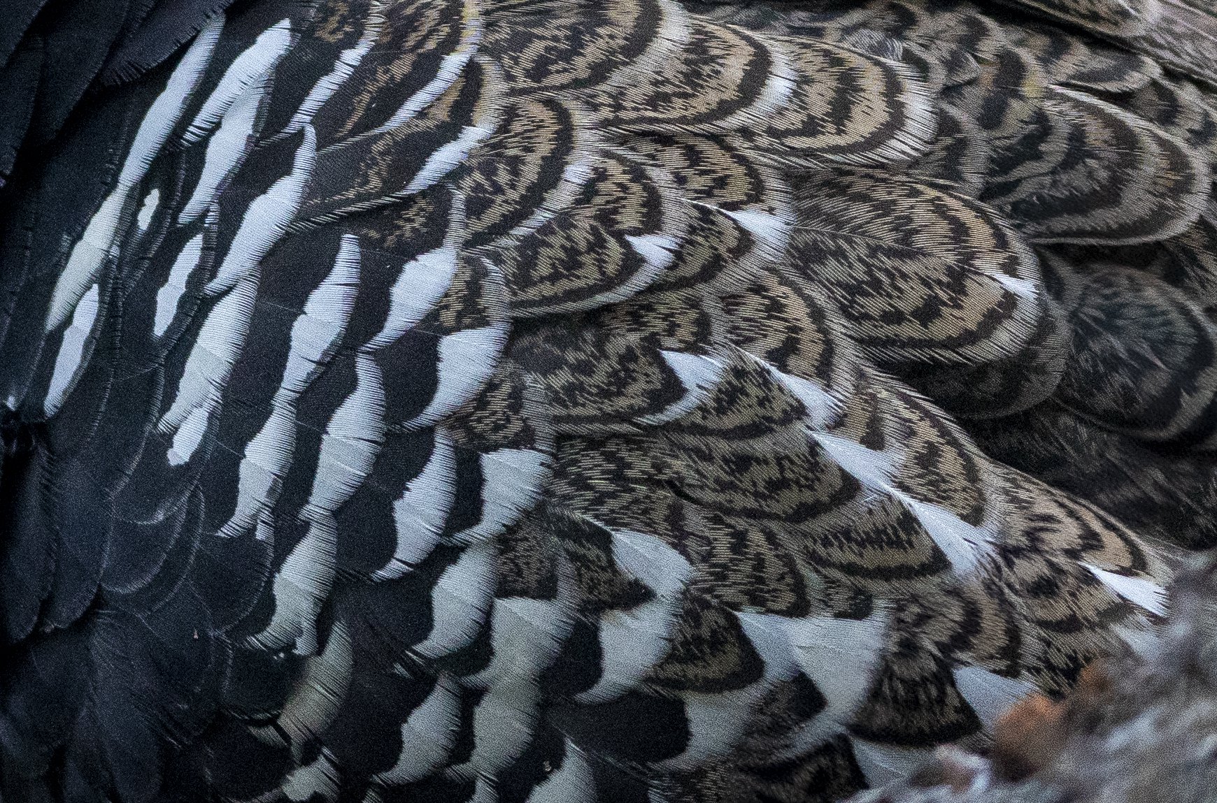 Spruce Grouse