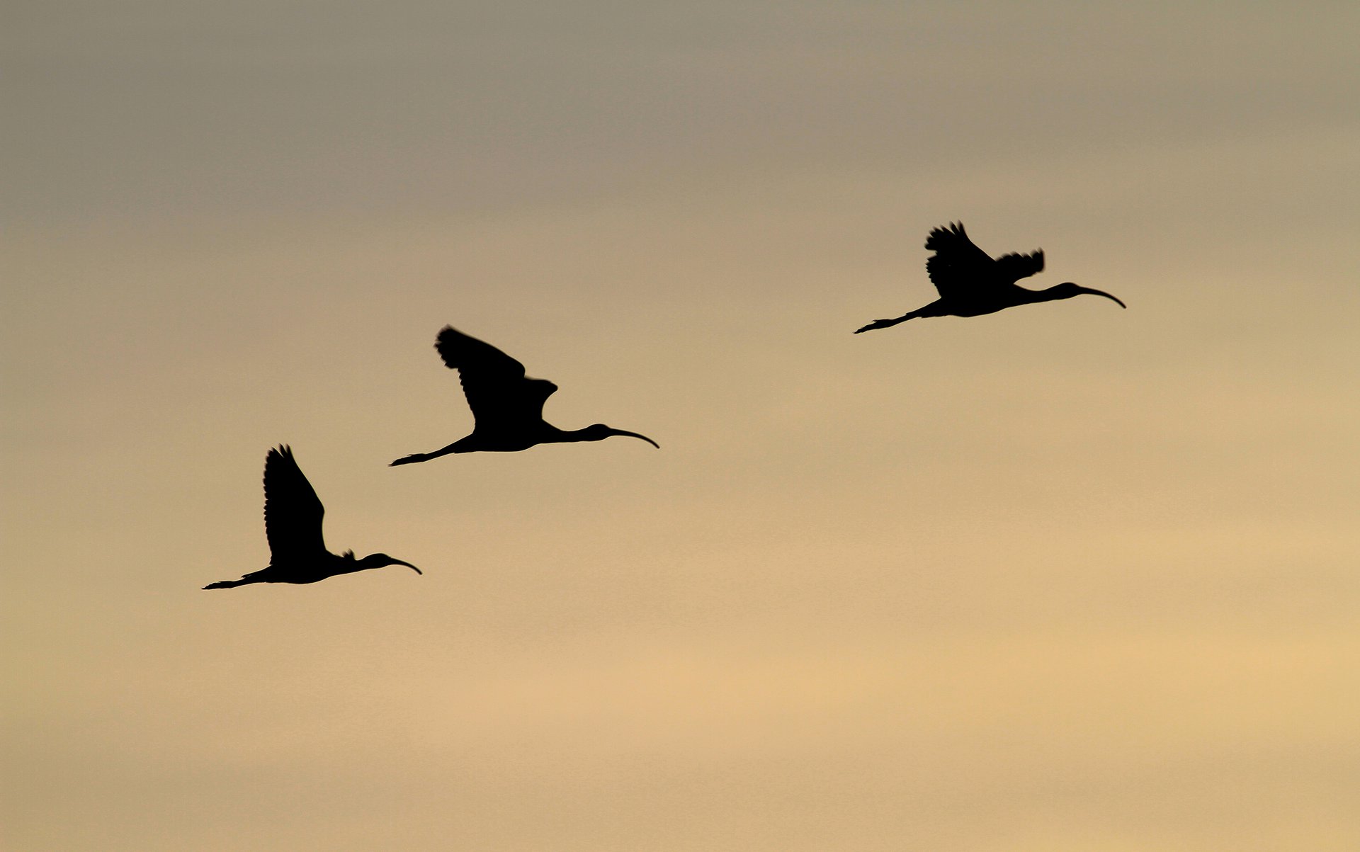 Ibises