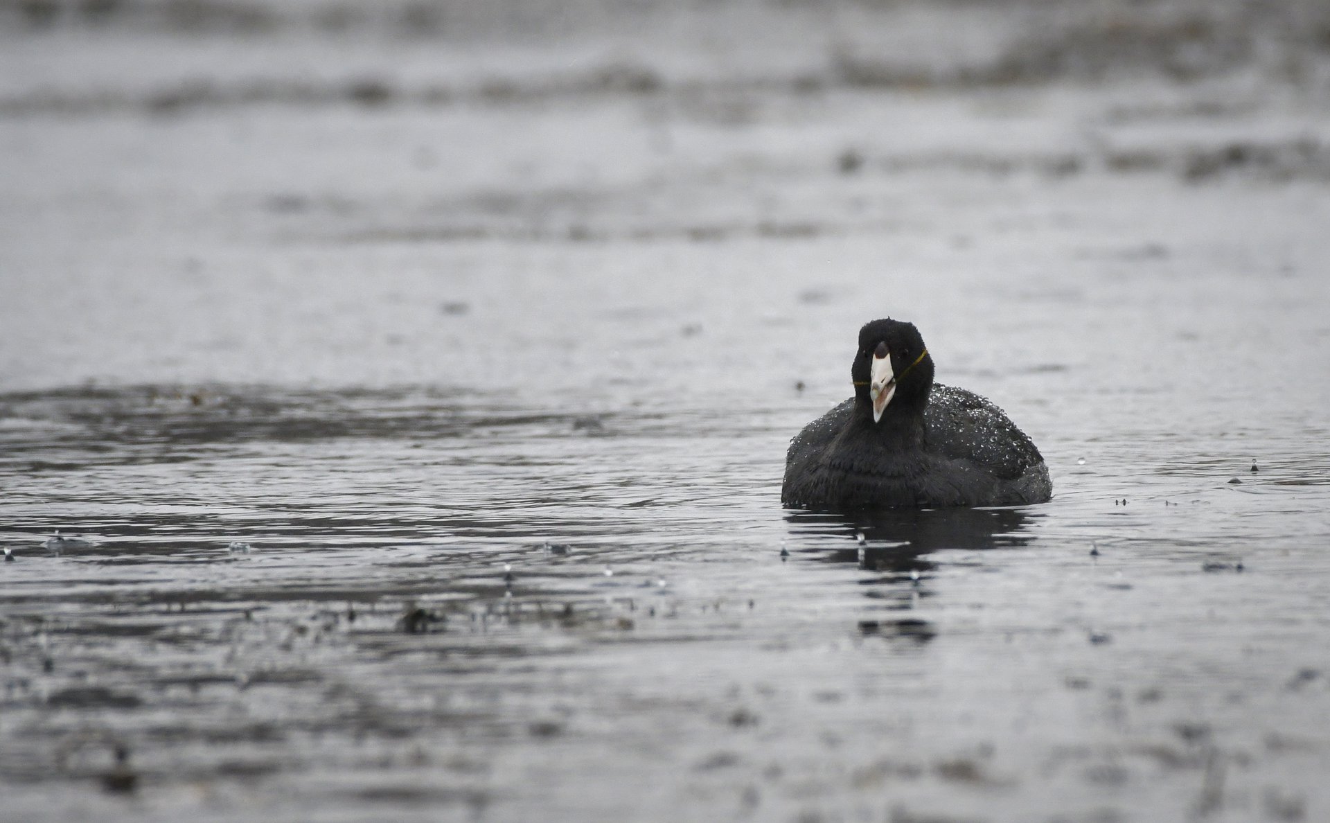 American Coot
