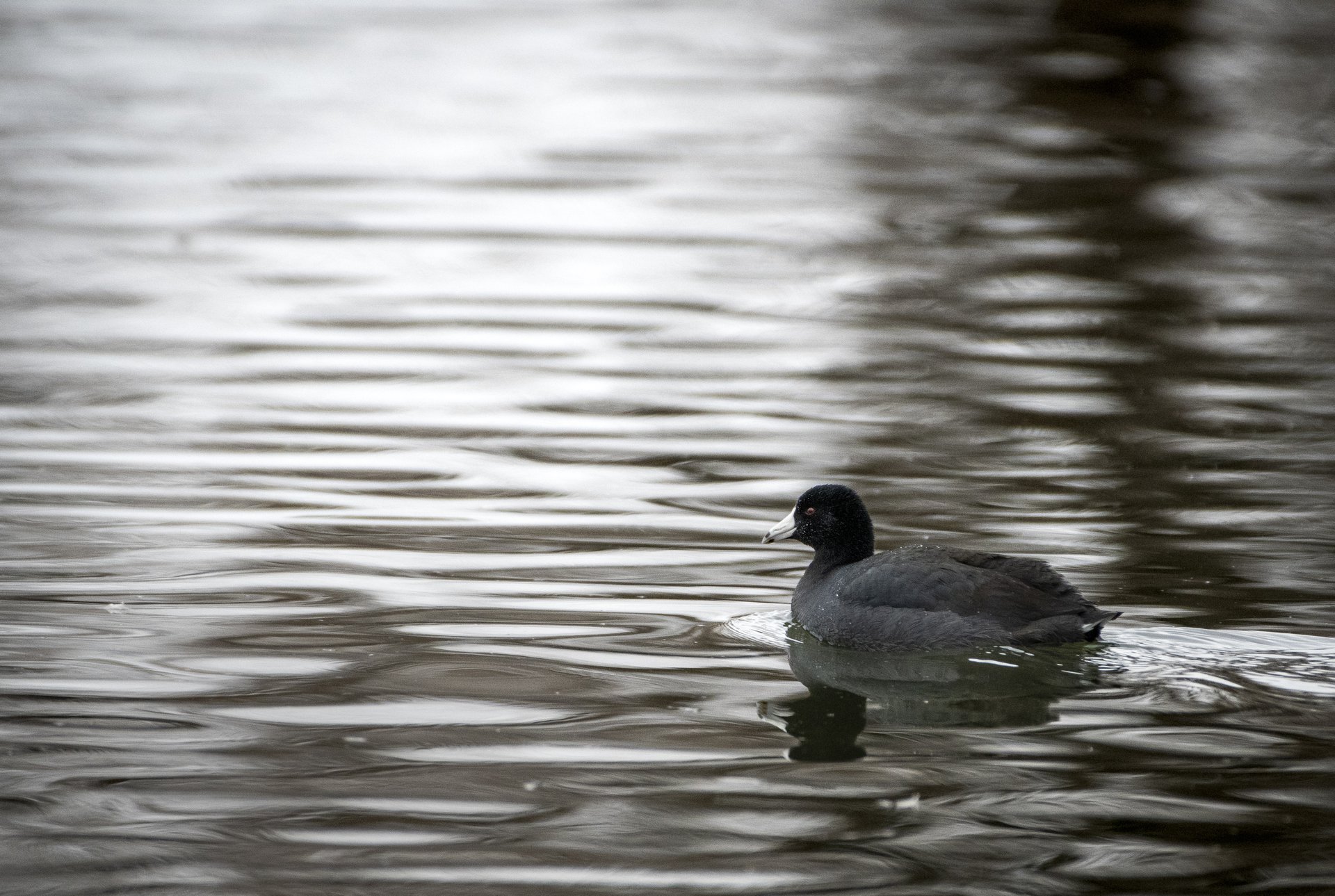American Coot