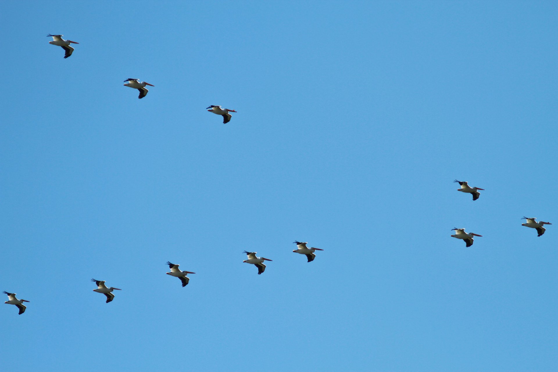 American White Pelicans