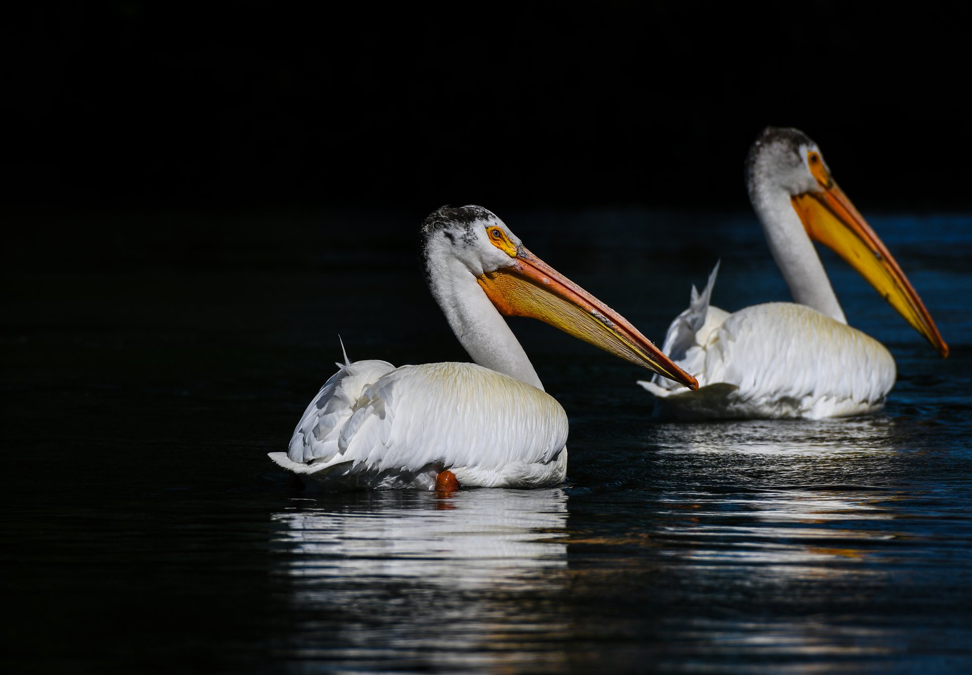 American White Pelican