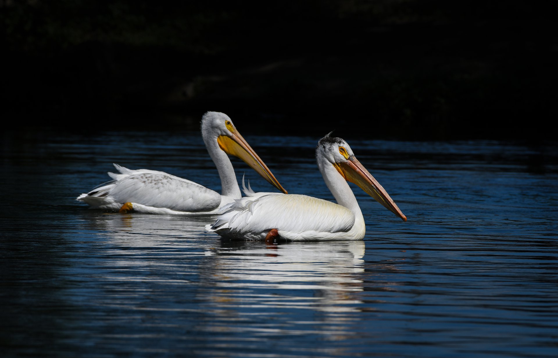 American White Pelicans