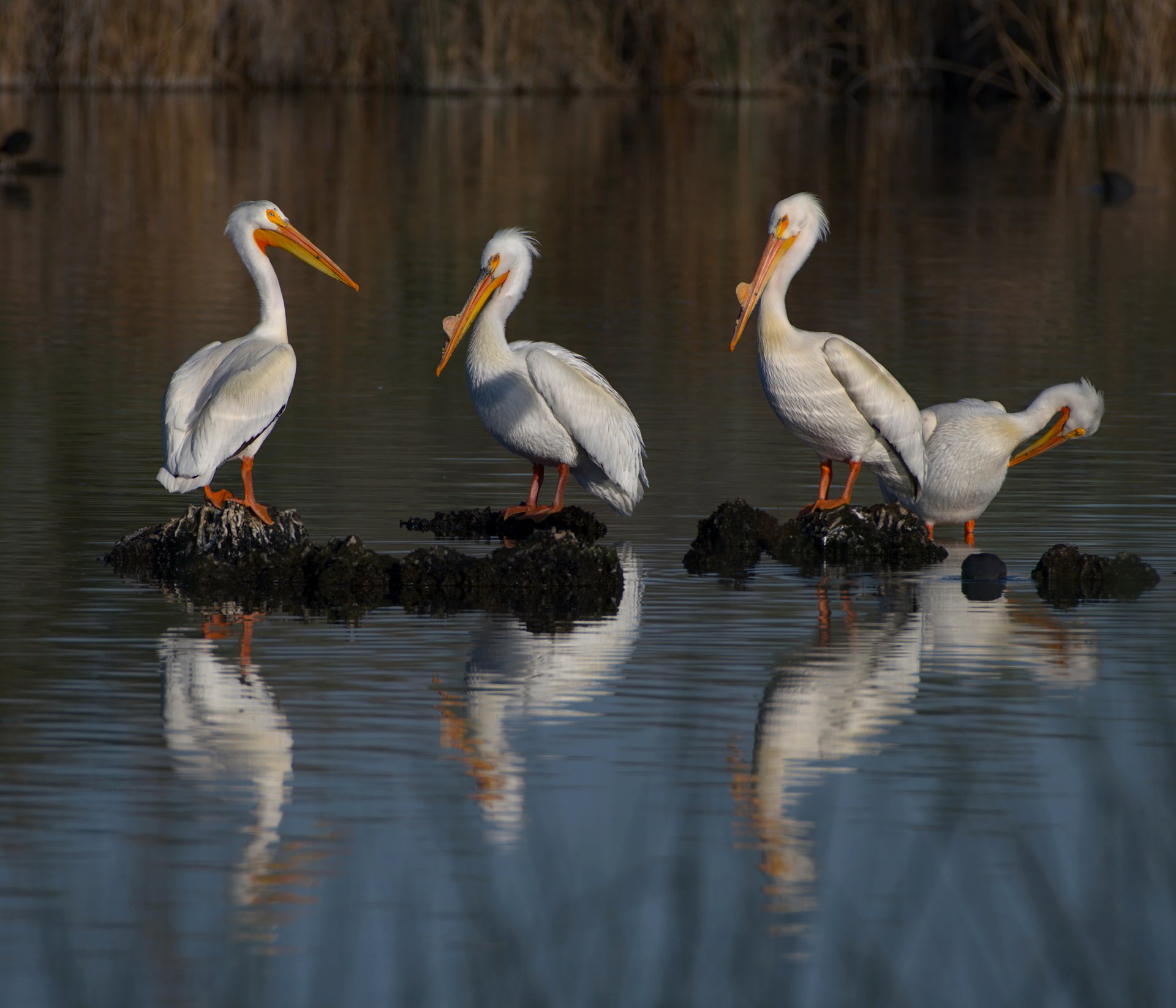 American White Pelicans