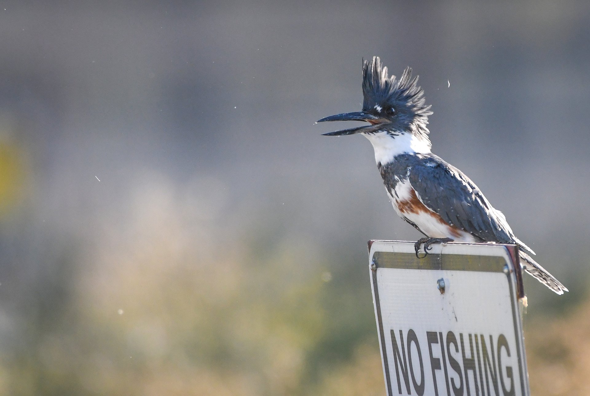 Belted Kingfisher