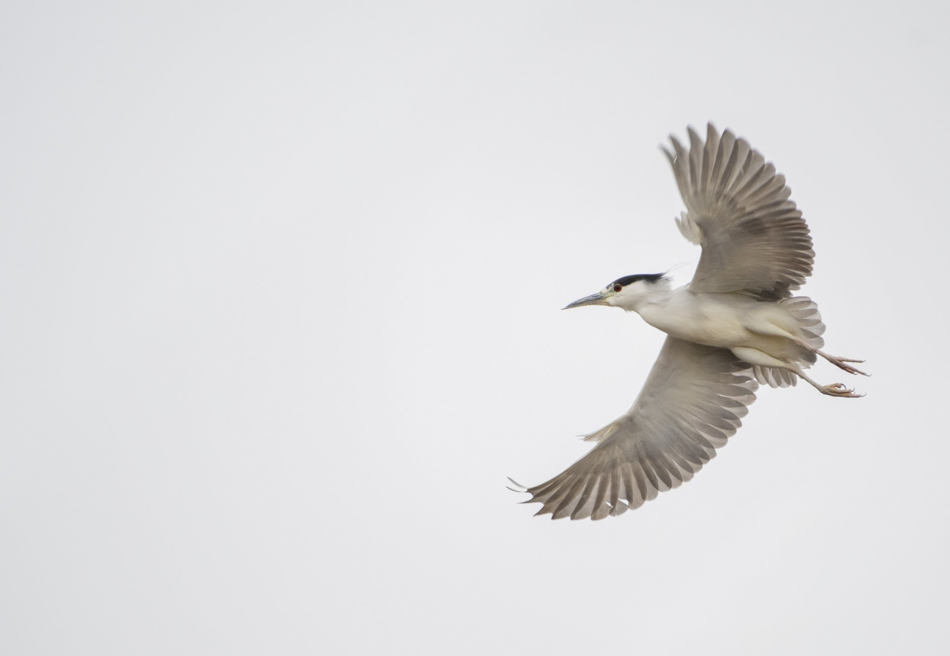 Black-crowned Night Heron