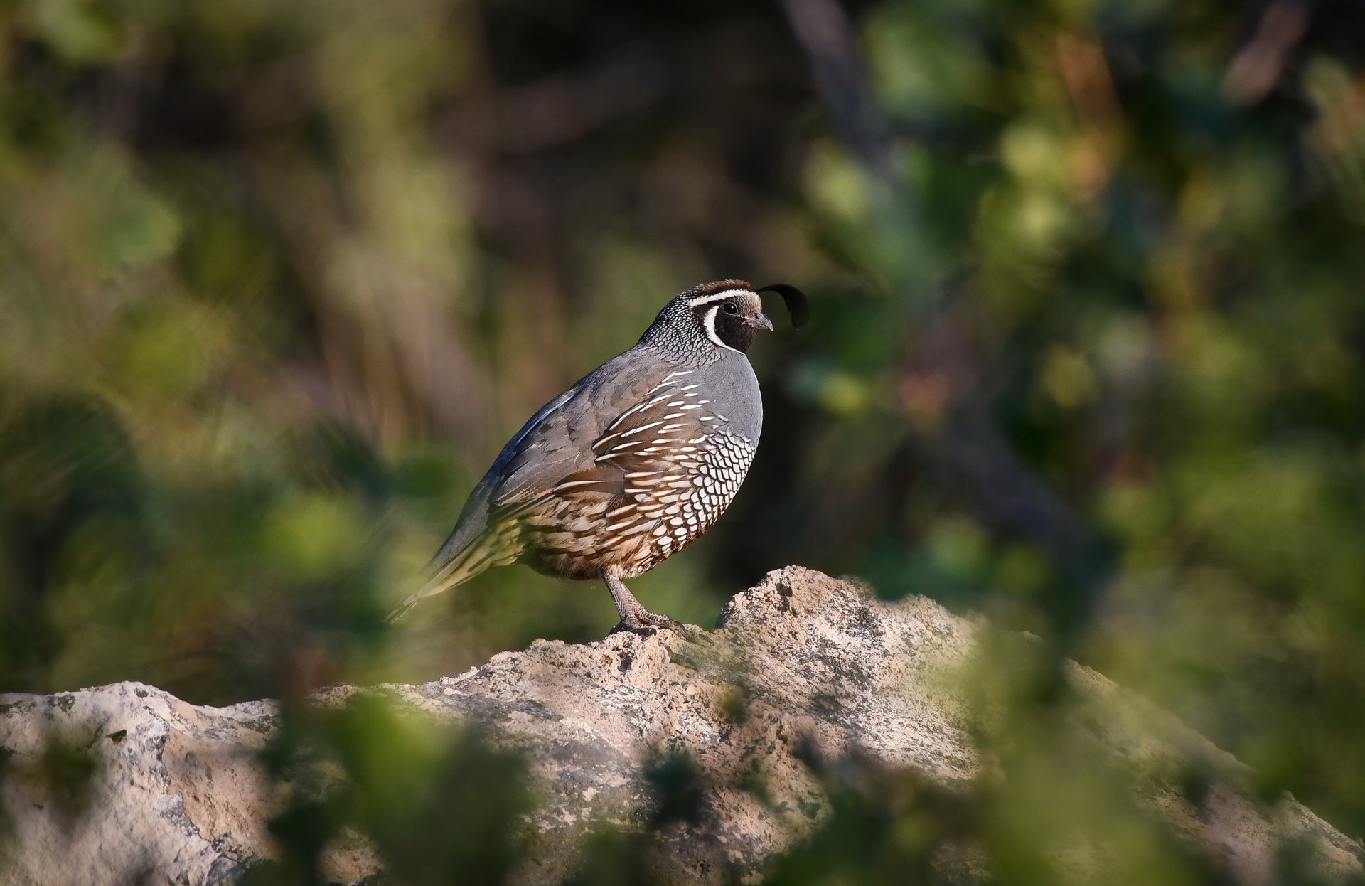 California Quail