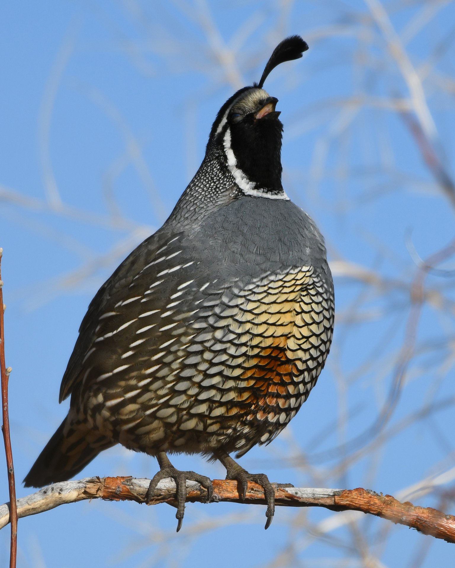 California Quail