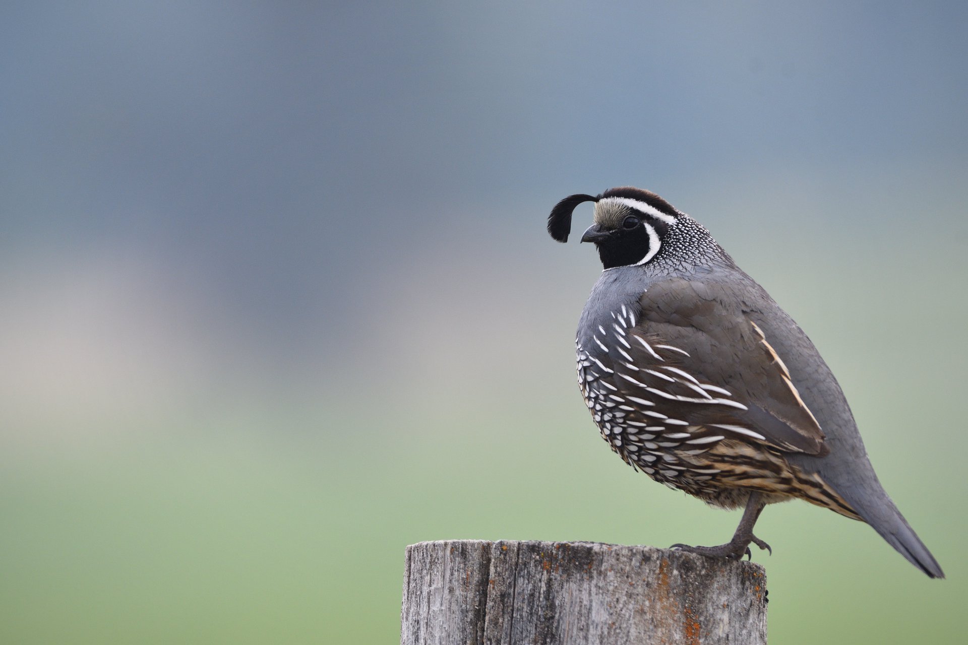 California Quail